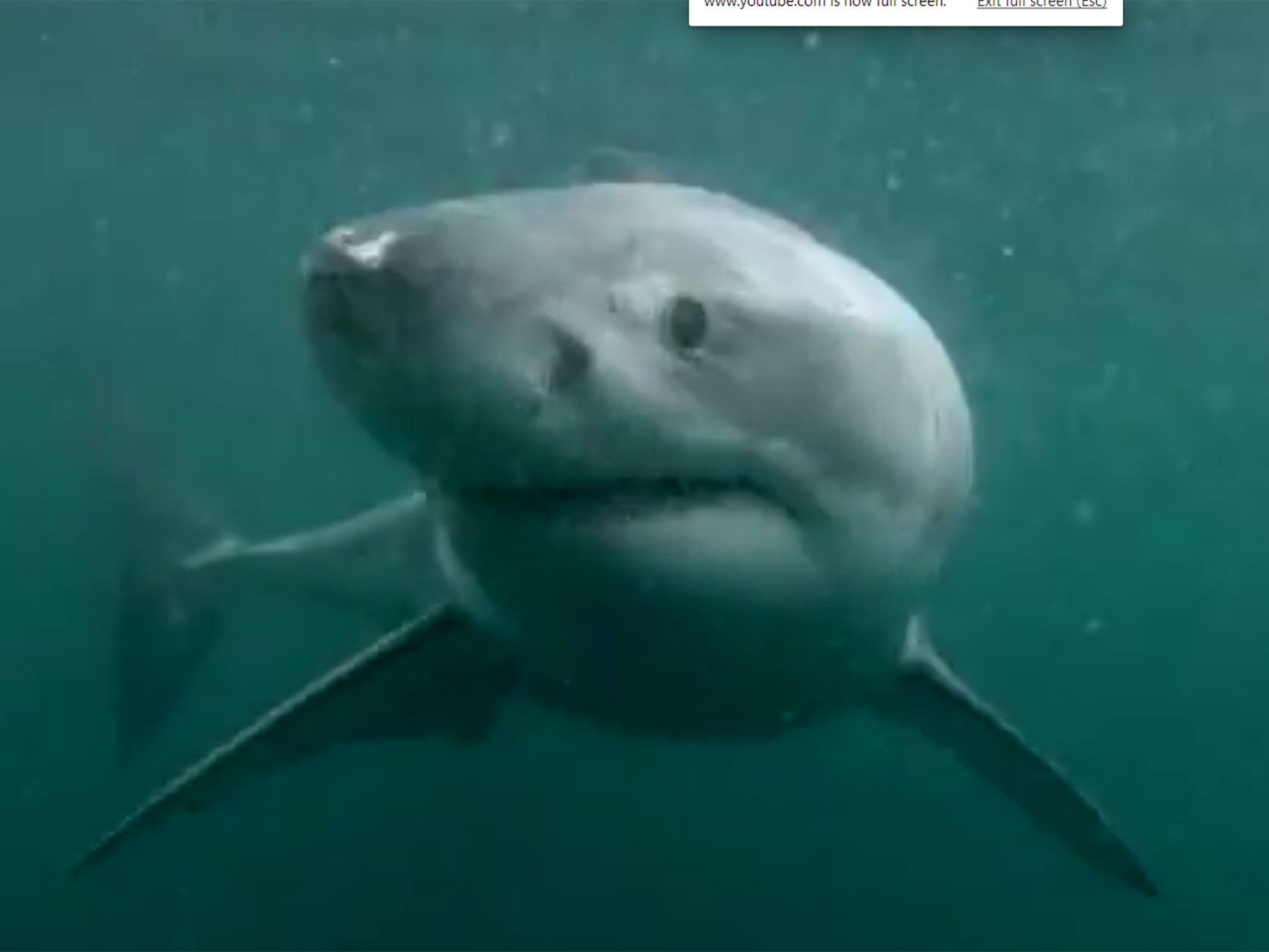 Australian Terry Tufferson jumped from Manly’s Jump Rock in Sydney Harbour, Australia and came face-to-face with a great white shark.