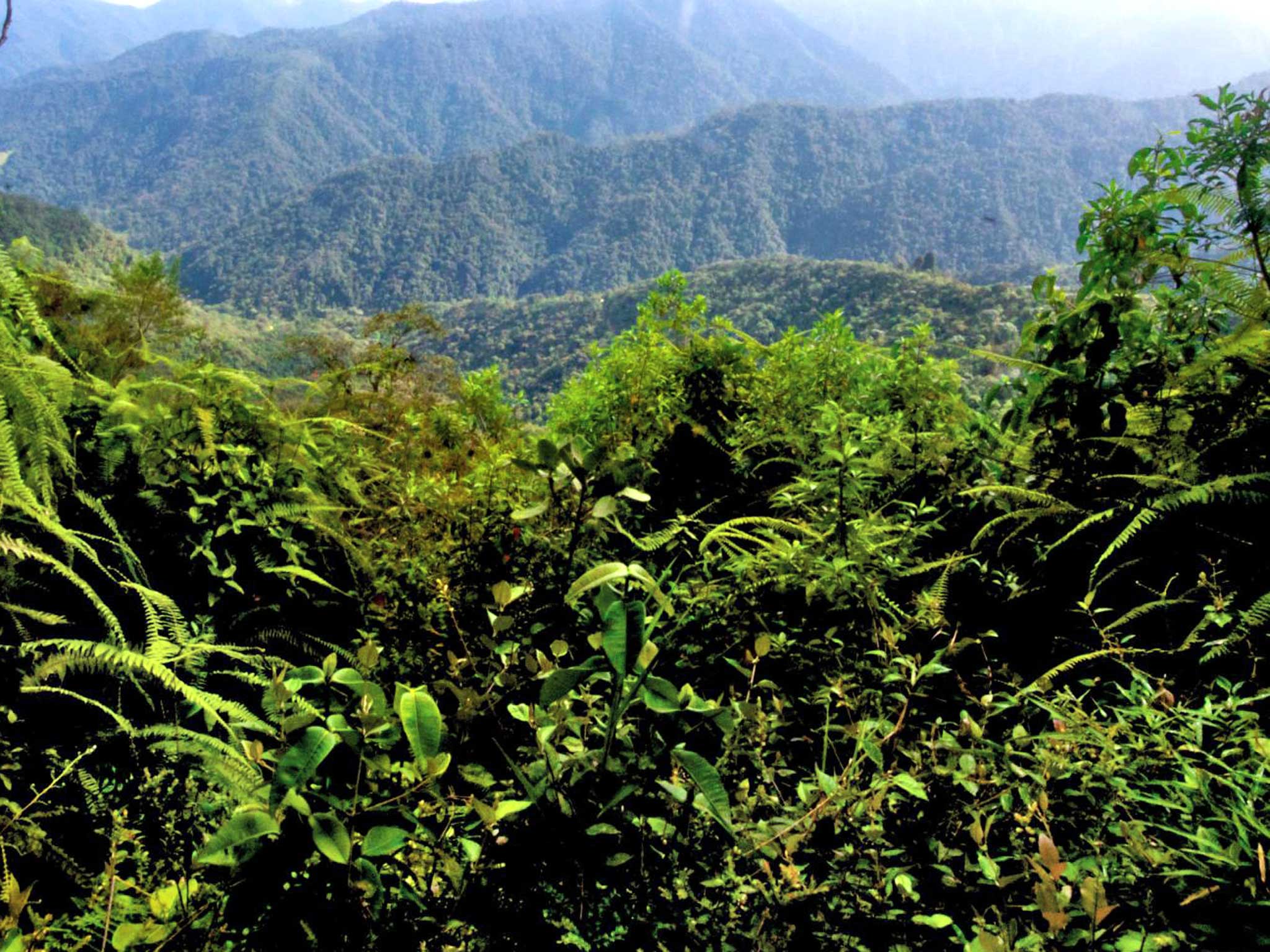 Head in the clouds: the forest near Bellavista lodge