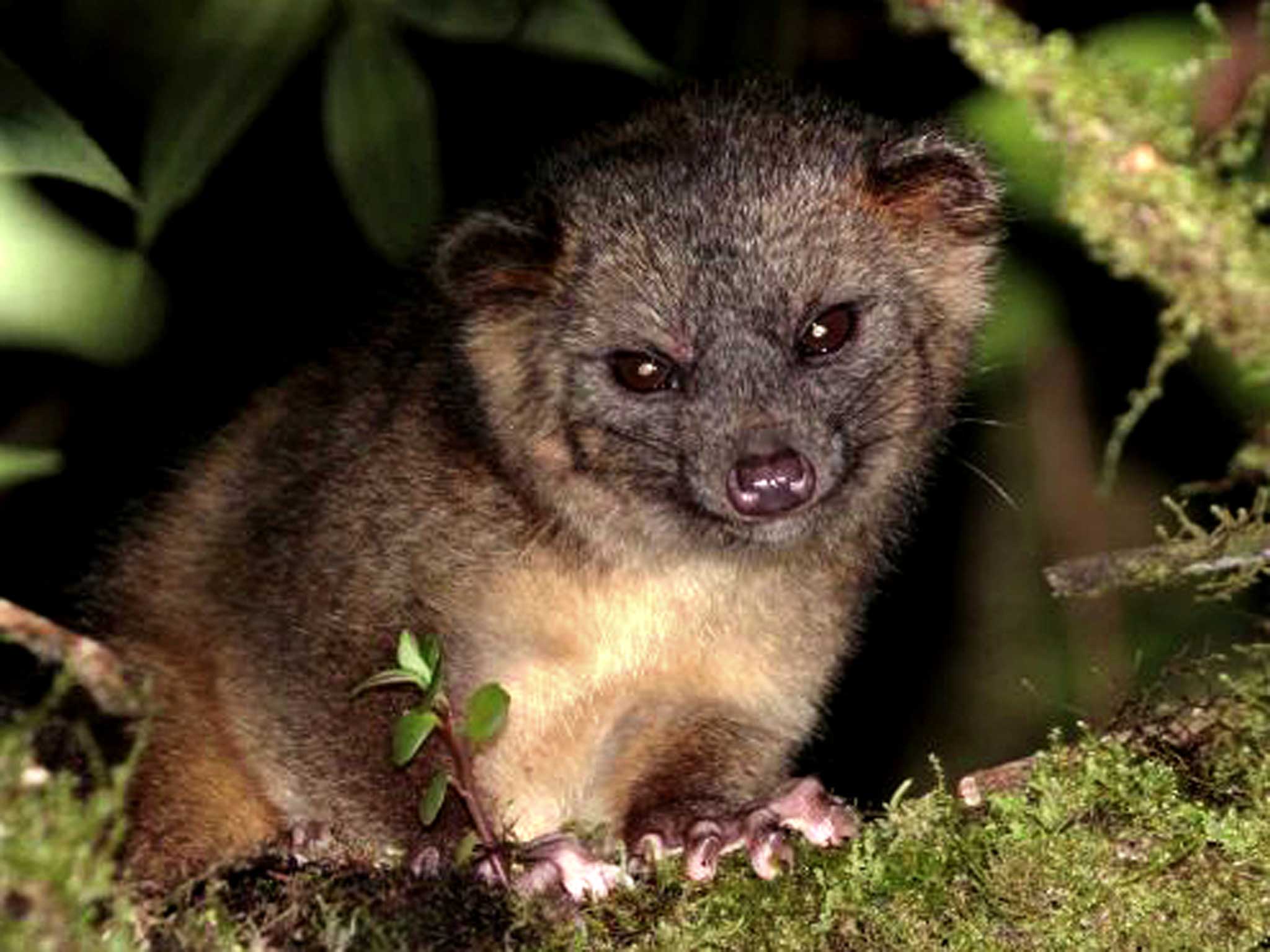 An olinguito