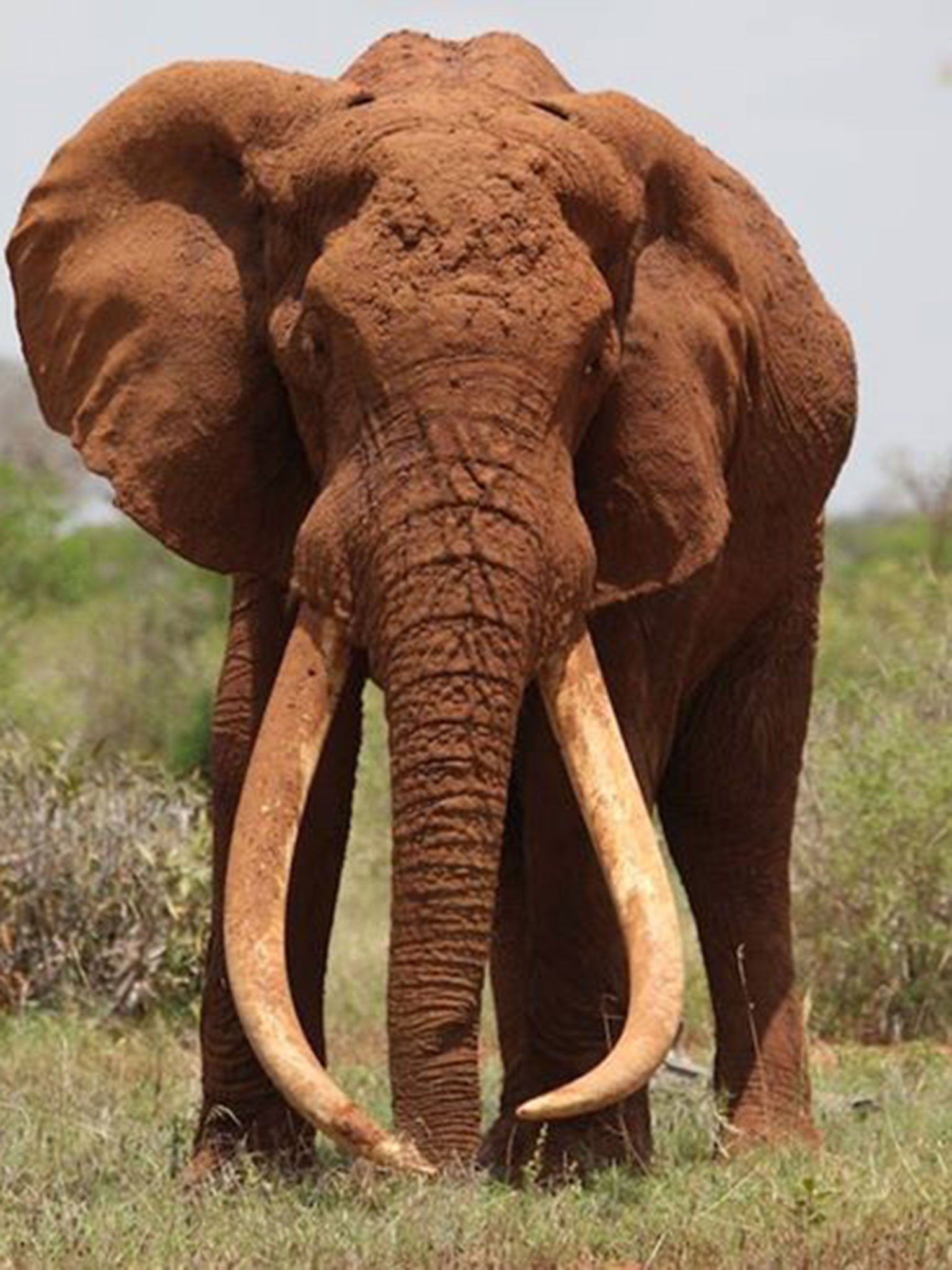 Satao, Kenya’s largest elephant, died in June 2014 after being shot by poachers.