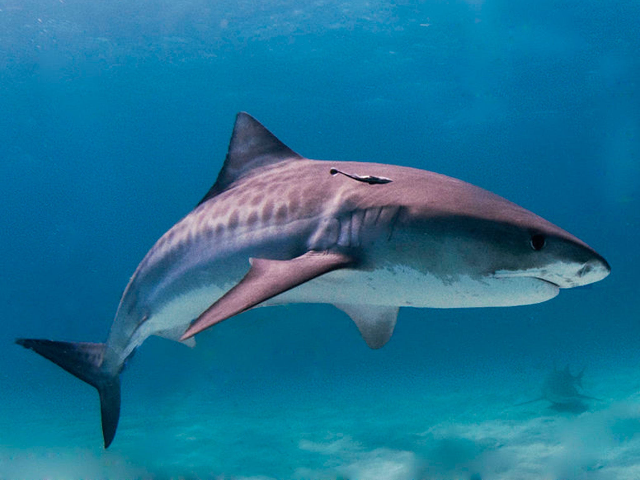 Officials in the Brazilian town of Recife, home to one of the most dangerous places to swim in the world, are ramping up shark attack warnings for football fans heading there for the 2014 World Cup