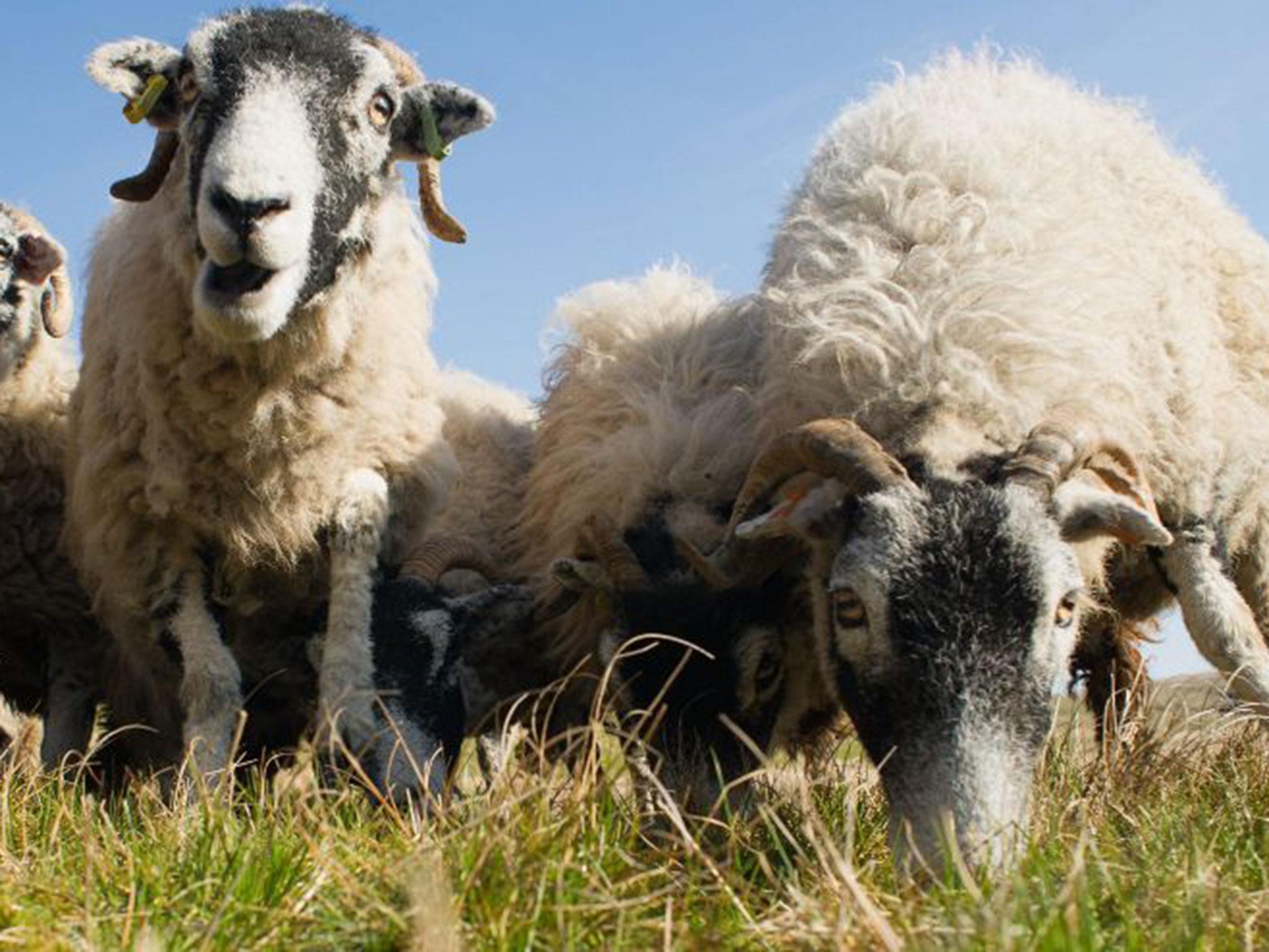 Sheep on the Fanny's Farm munched on £4,000 worth of cannabis plants