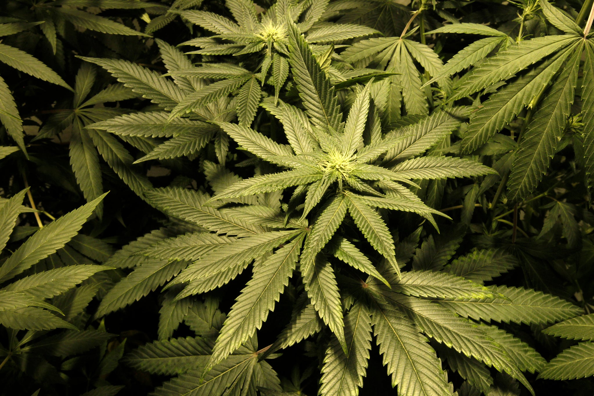 A man was found with 18 mature plants in his living room after dialling 999 by accident