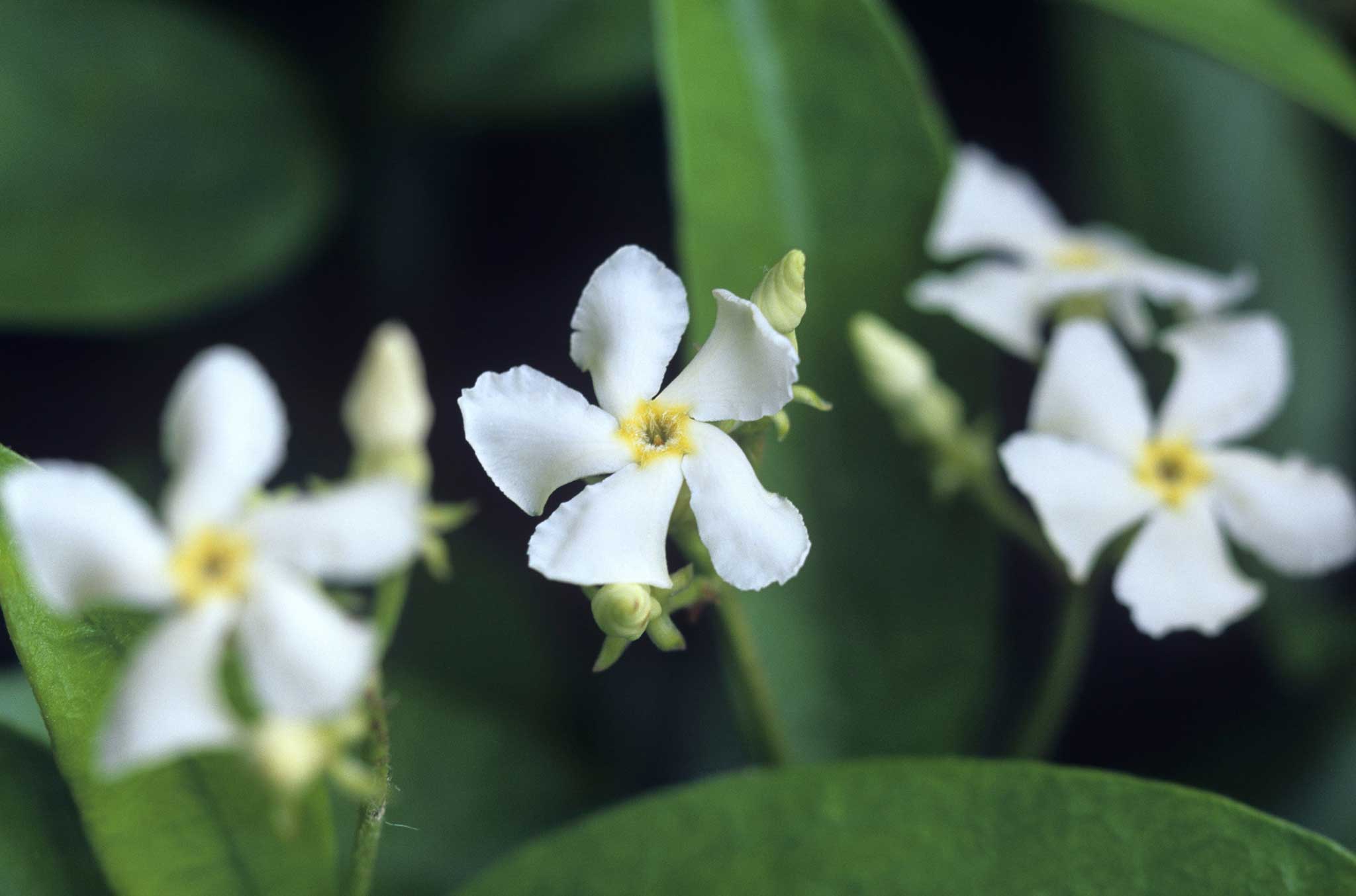 Star jasmine; most heavily-scented flowers are white