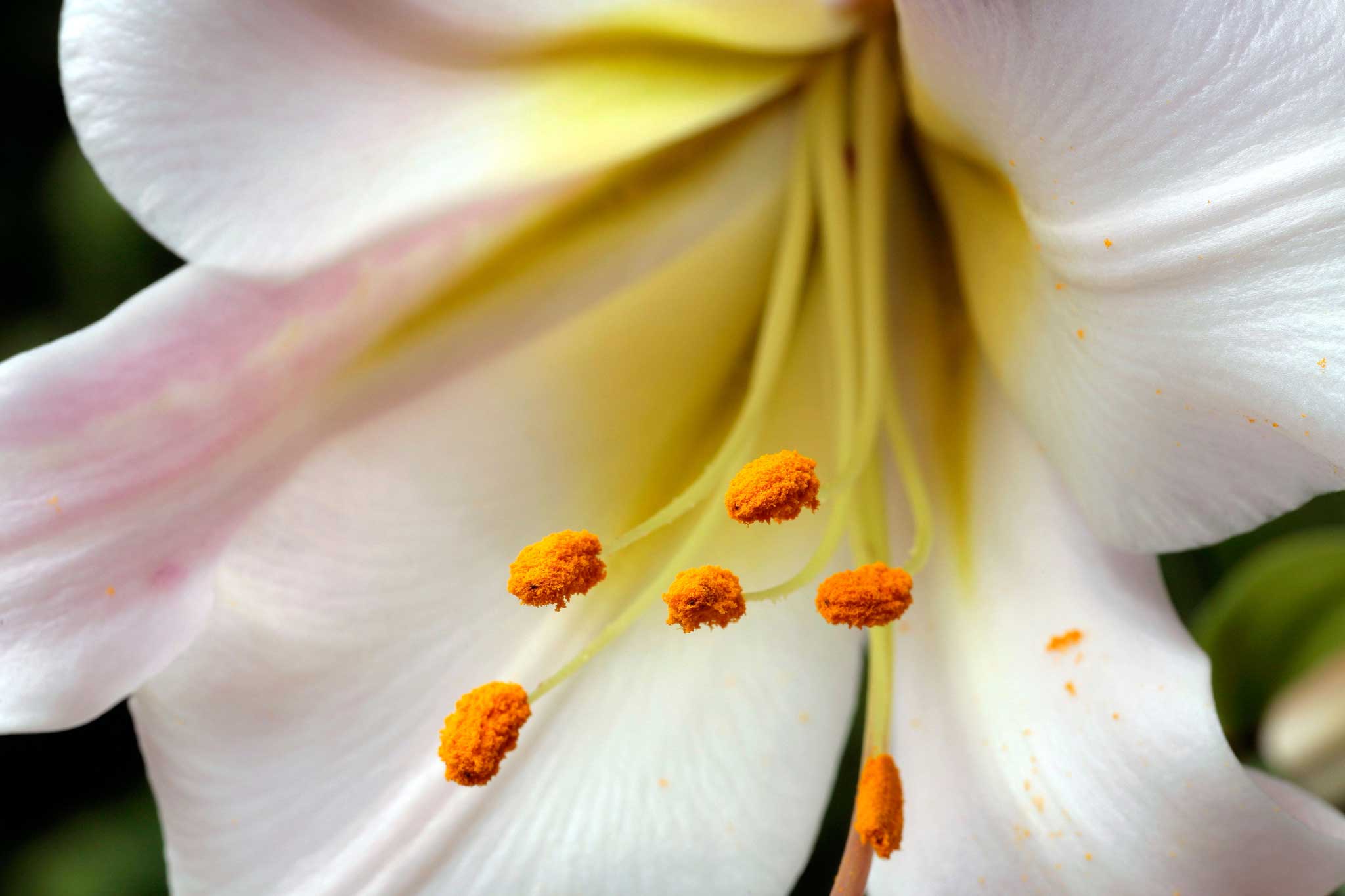 The wonderfully scented regal lily, which is easy to grow from seed