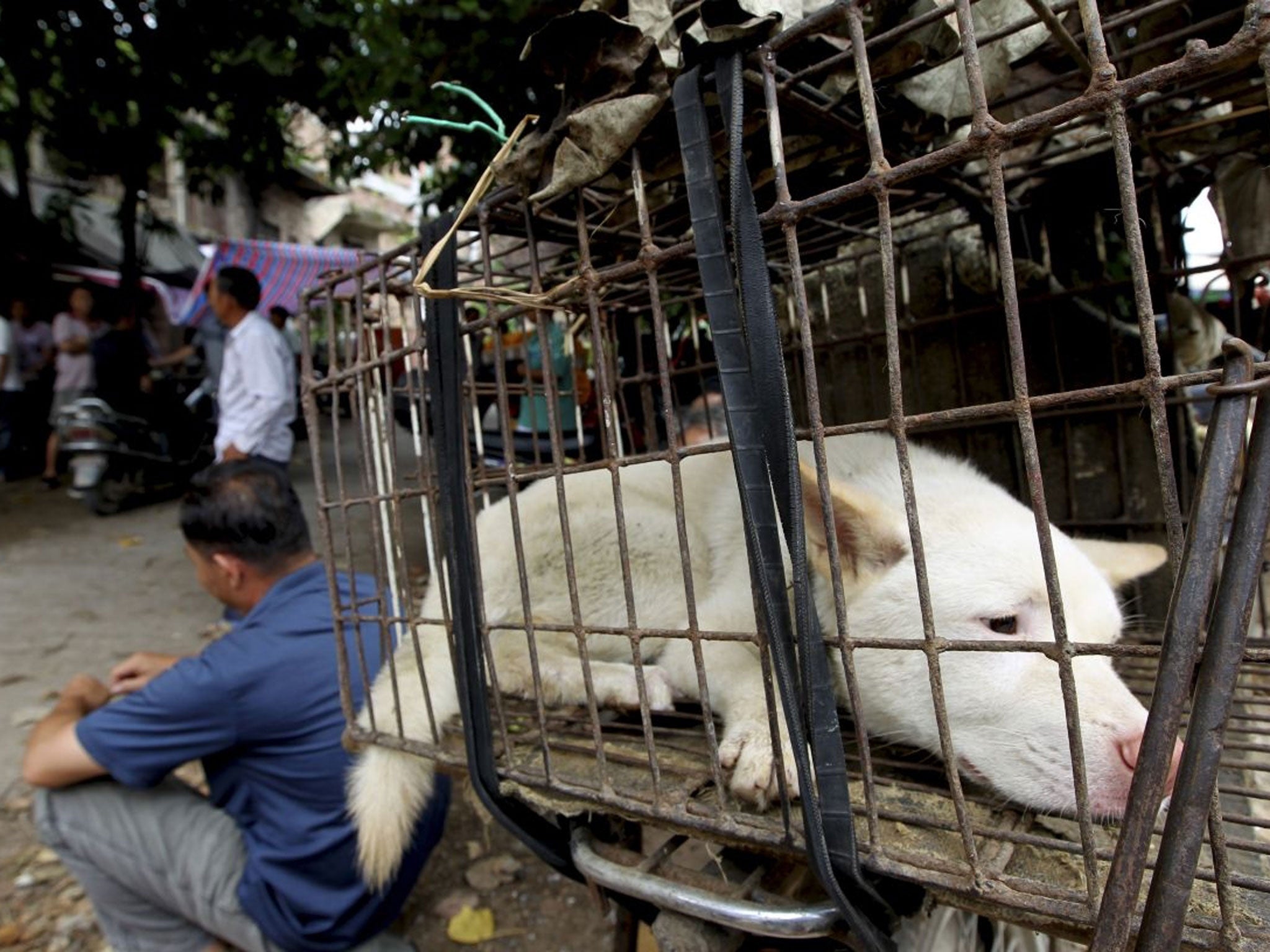 “One lady who owned a slaughterhouse told me that her teenage son had questioned her about why she couldn’t just do another job instead, considering all the pressure from activists,” Mr Li said. “She replied, ‘It’s our livelihood – do you think we enjoy it? Absolutely not, but it’s just what we know how to do.’”