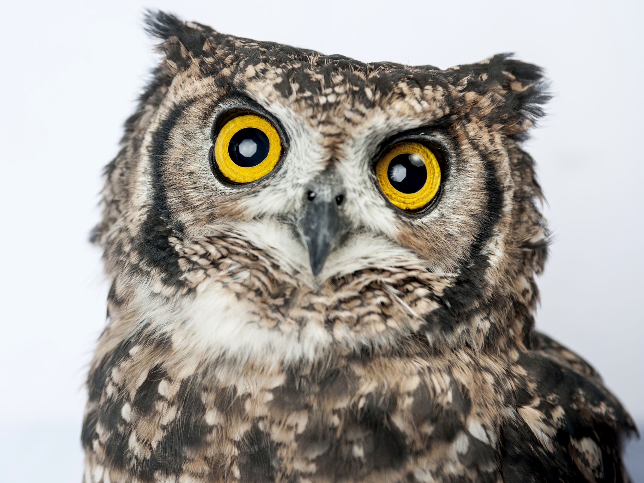 An owl sits in Tokyo, Japan.