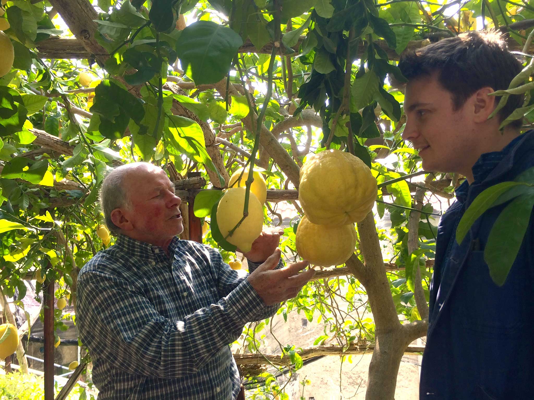 Luigi Aceto's lemons are grown on the terraces of his grove on the Amalfi coast