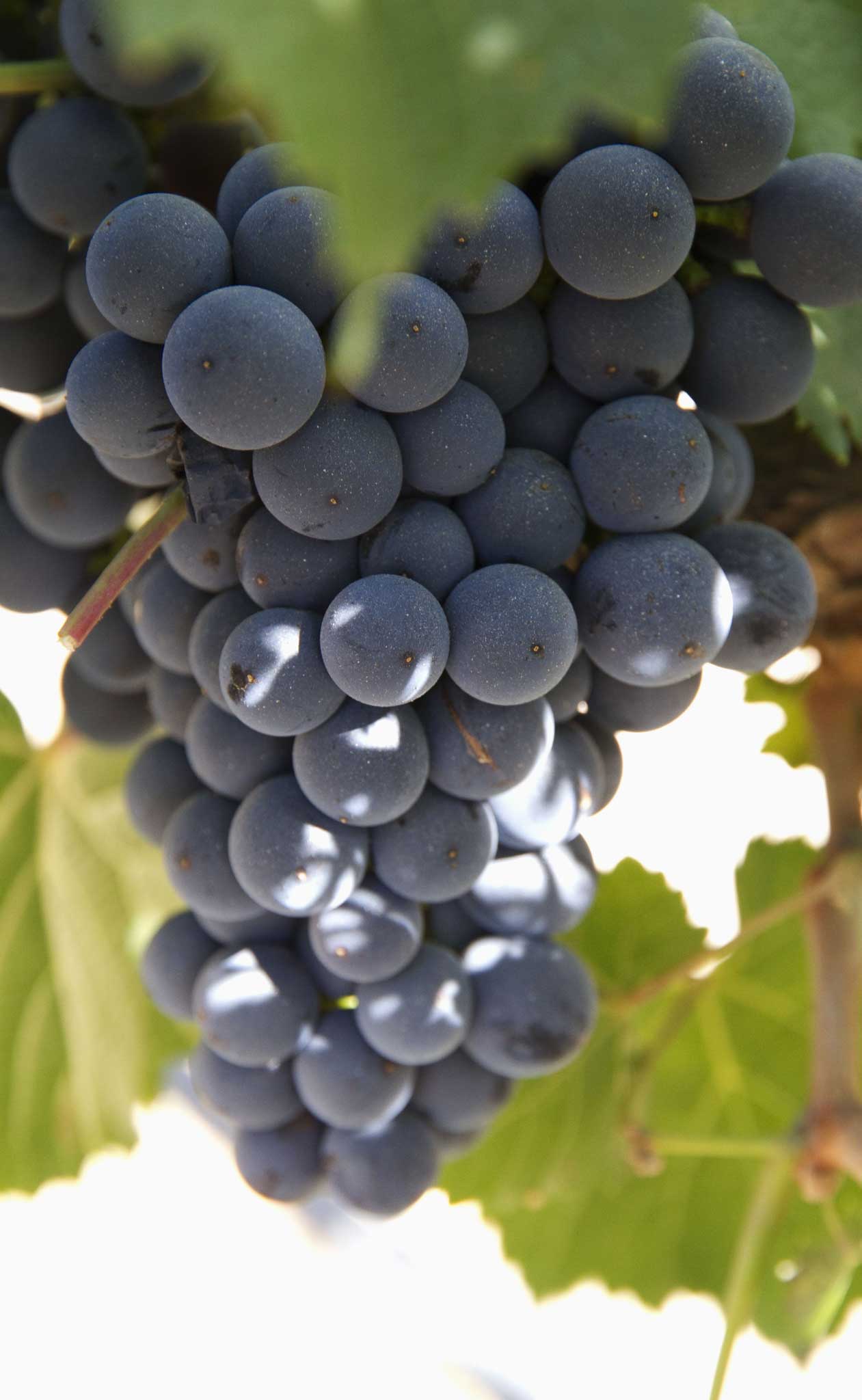 Malbec grapes are abnormally sensitive to illnesses and cannot abide a sudden chill