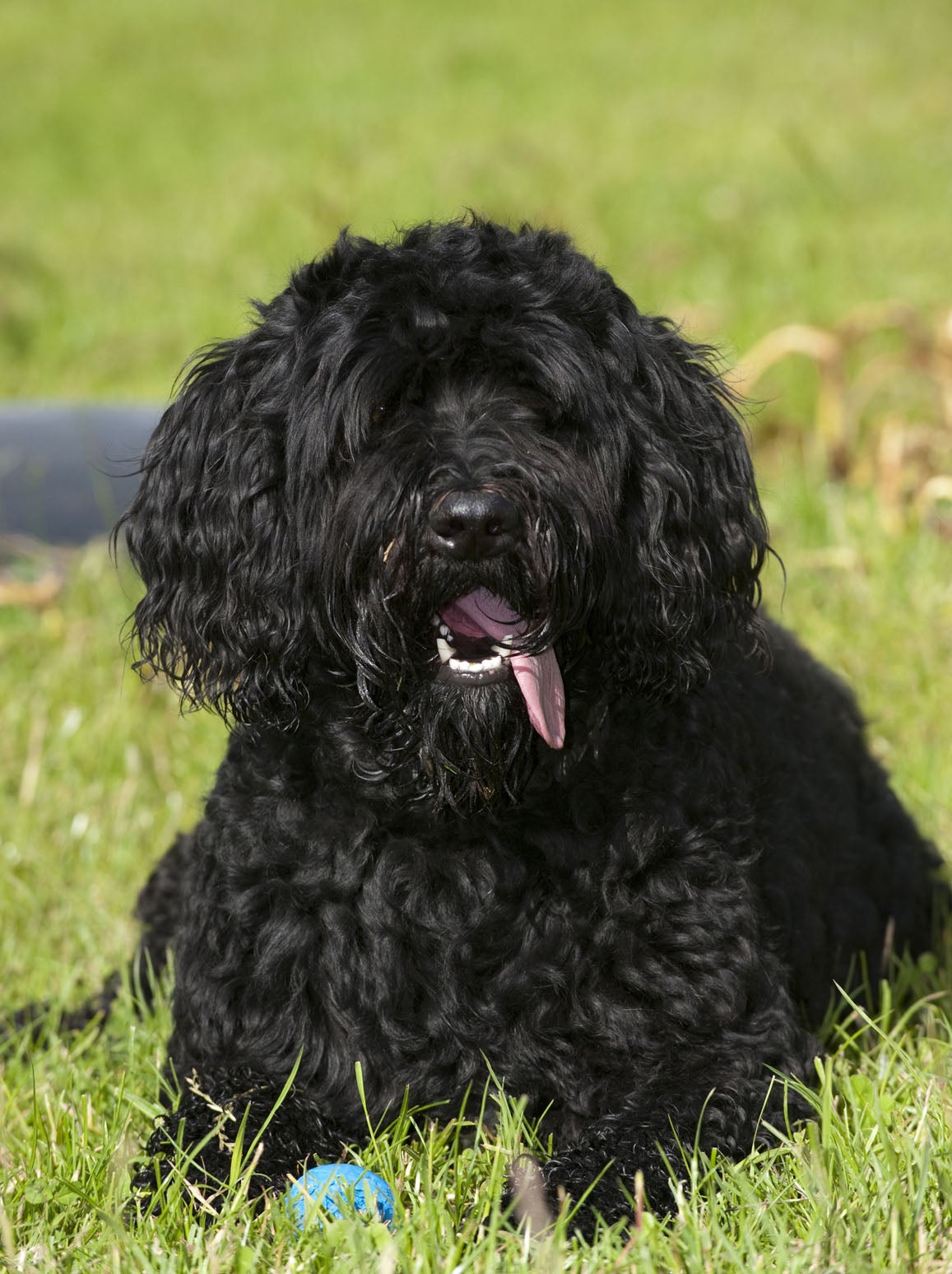 A representation of the labradoodle Murray claims to have saved