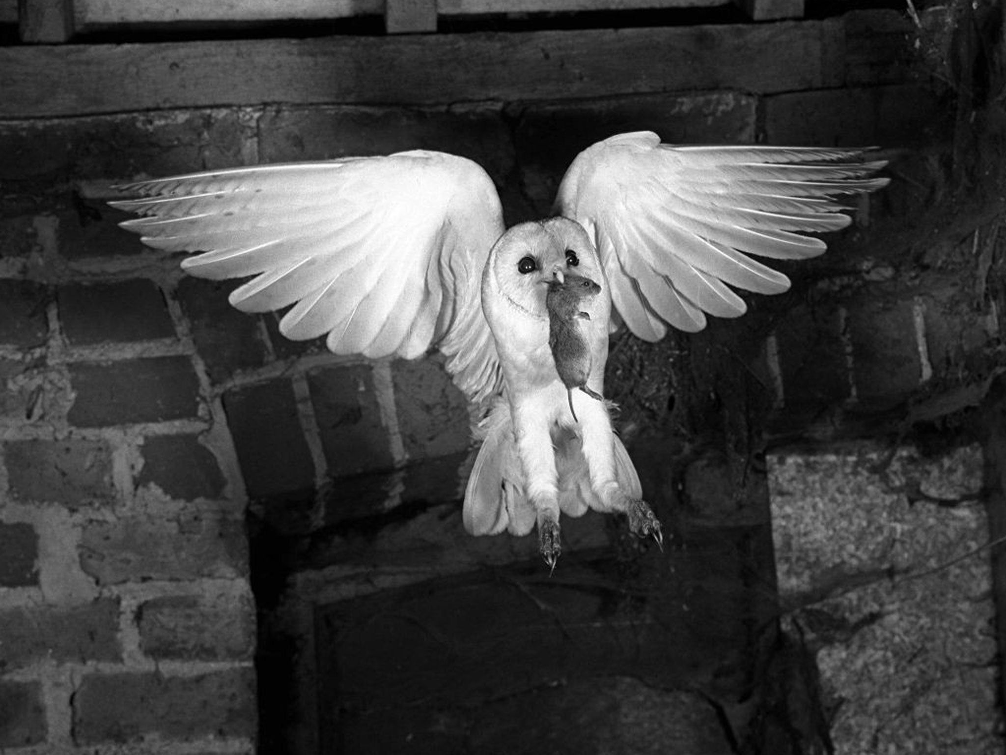 ‘Heraldic Barn Owl’ (1948) by Eric Hosking