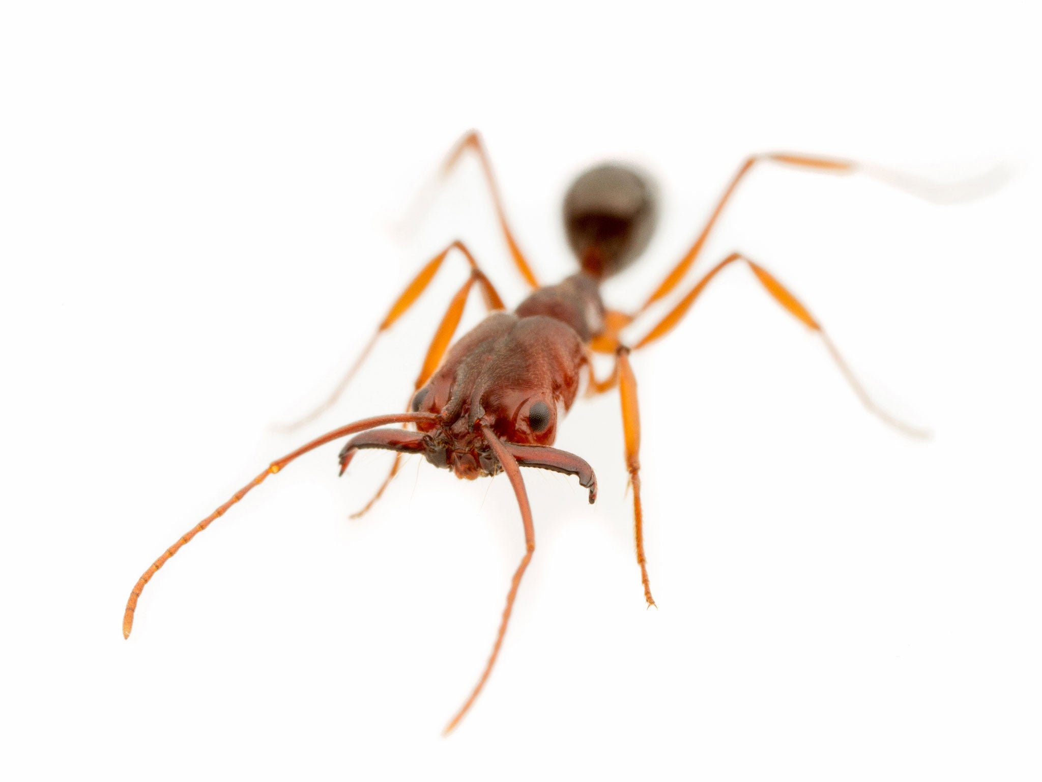 This species of trap-jaw ant, Odontomachus relictus, is only found in Florida. It is a cousin of O. haematodus, a South American species that has recently taken hold along the Gulf Coast.