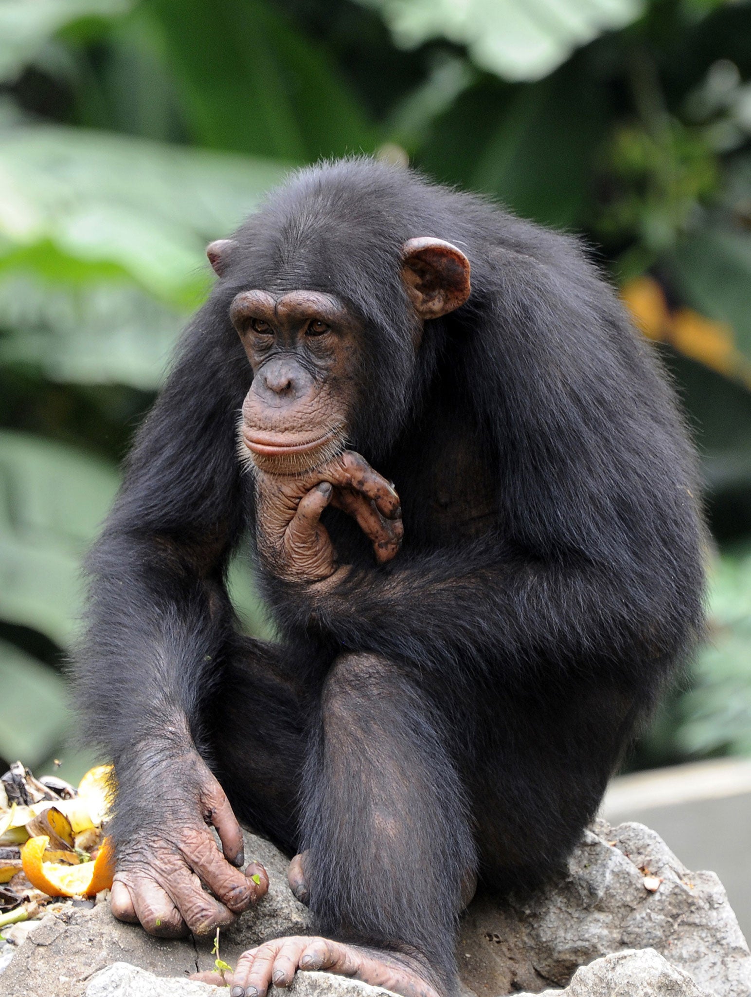 Wise picked chimpanzees to be his test subjects because they have been studied by scientists for longer than the other intelligent species he has in his sights