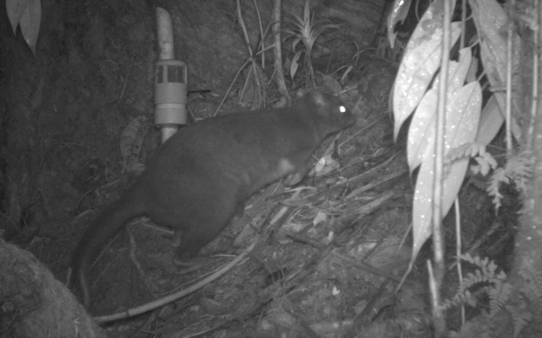 The Dorcopsulus Wallaby, an unknown species of wallaby