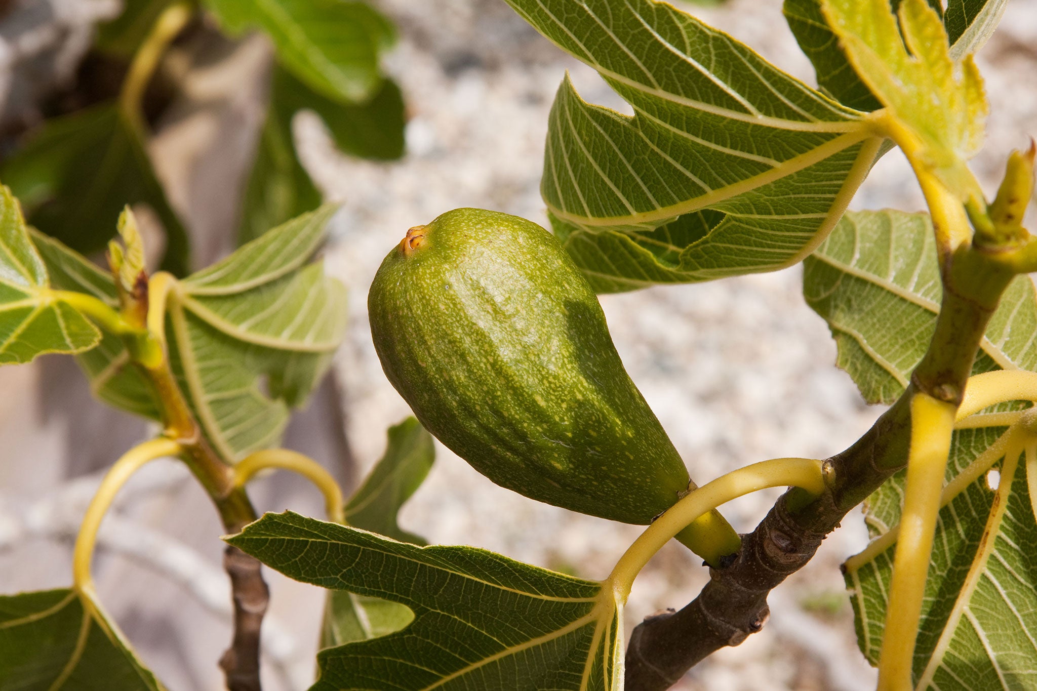 'Brunswick' bears large fruit with red flesh and yellow-green skin