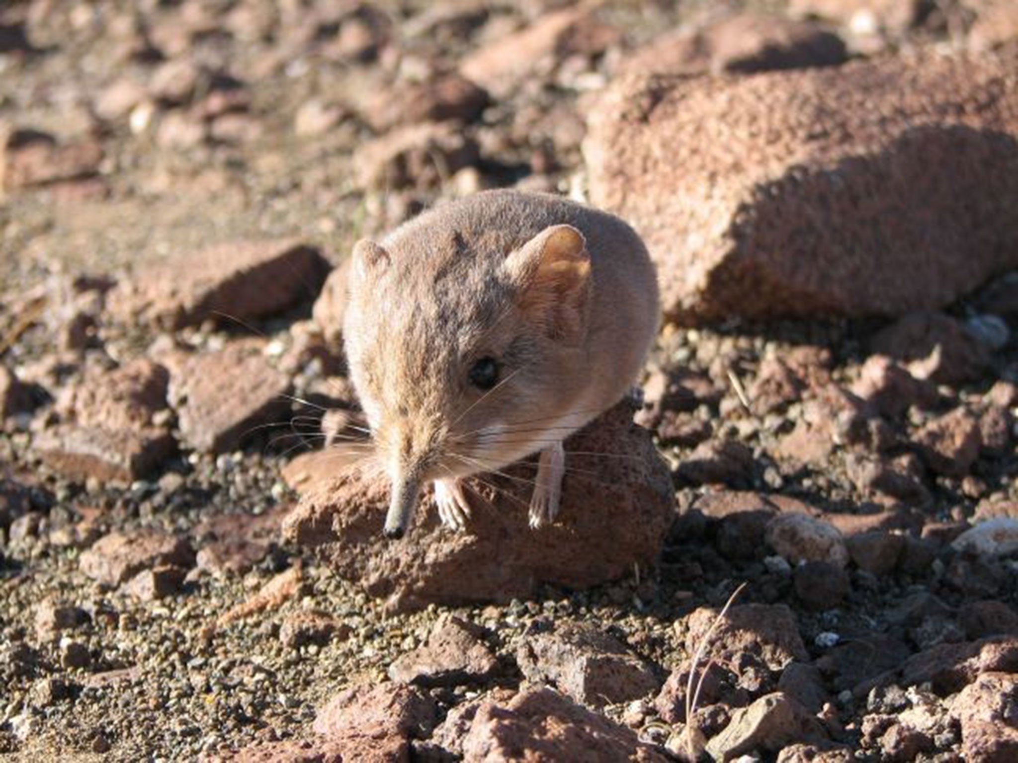 Round-eared elephant shrew, new species of mammal