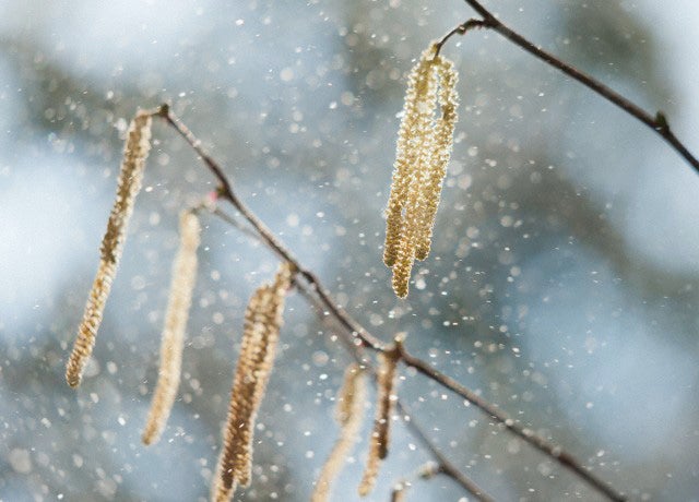 Hay fever has been estimated to affect as many as one in four people in the UK