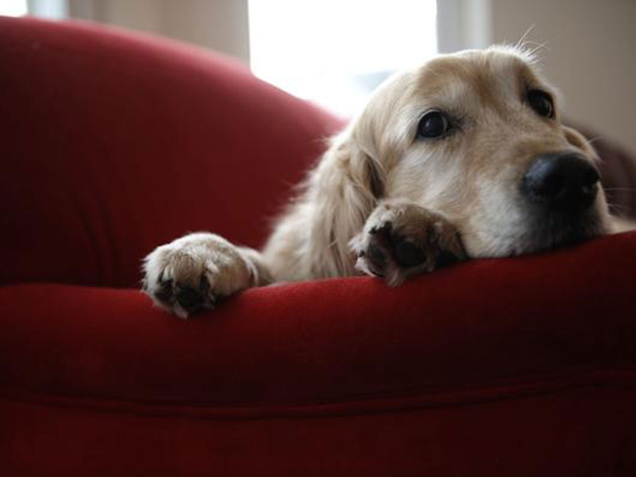 The Northumbria University School of Law has called for a revolution in how divorce-custody decisions are made for pets