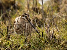 Wildlife groups warn of threat to British peatlands that give clean