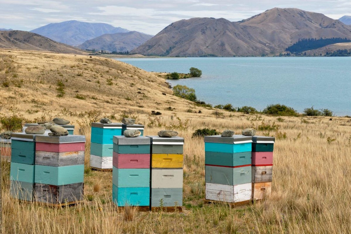 The manuka honey scandal