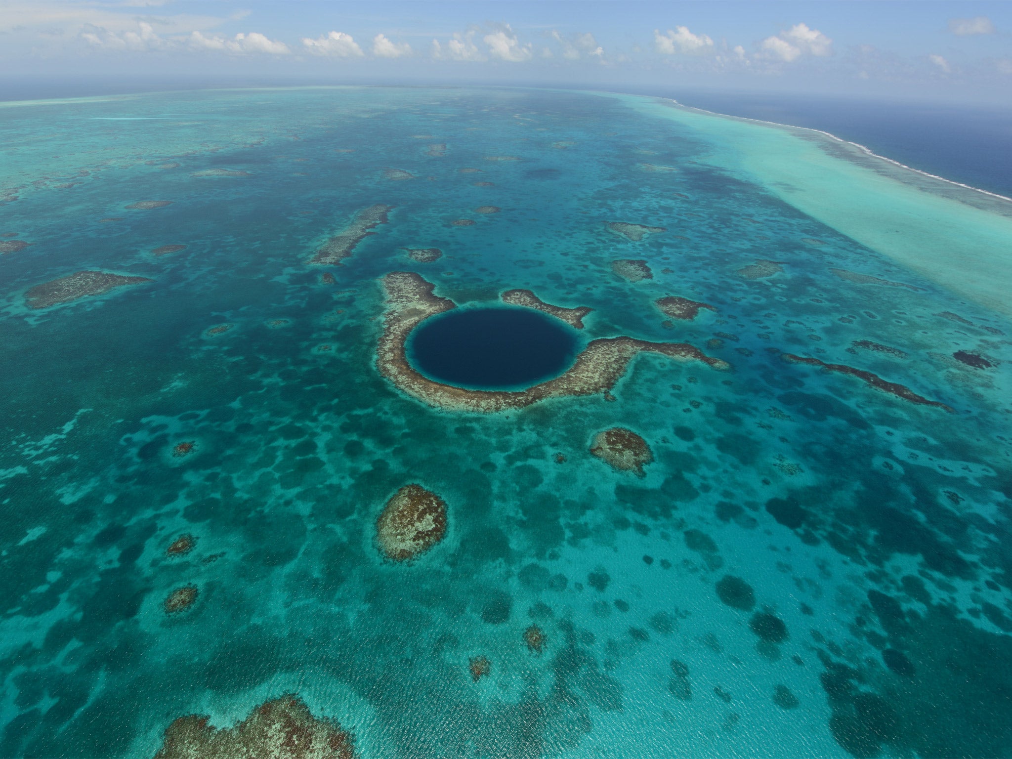 The regeneration of reef-grazing animal populations can save reefs, says the report