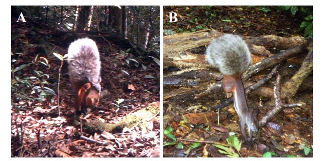 Two images of the tufted ground squirrel taken by camera traps. Image credits: J. Brodie and D. Augeri