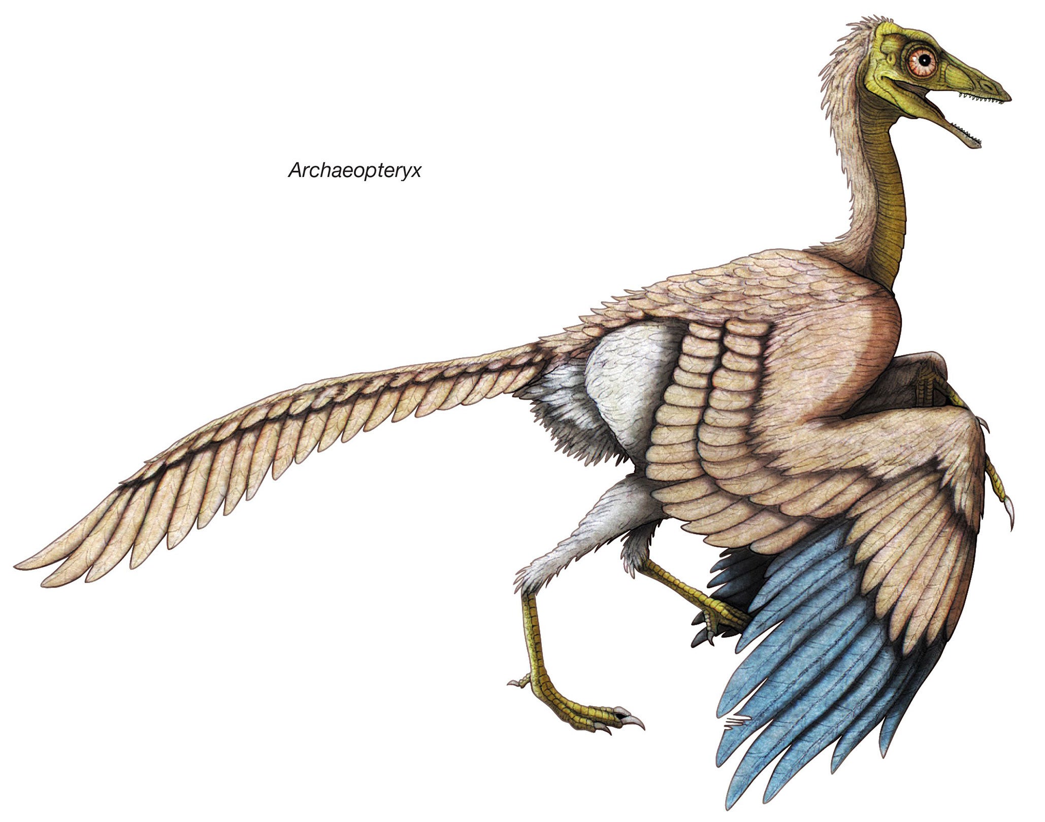 How the Archaeopteryx may have looked