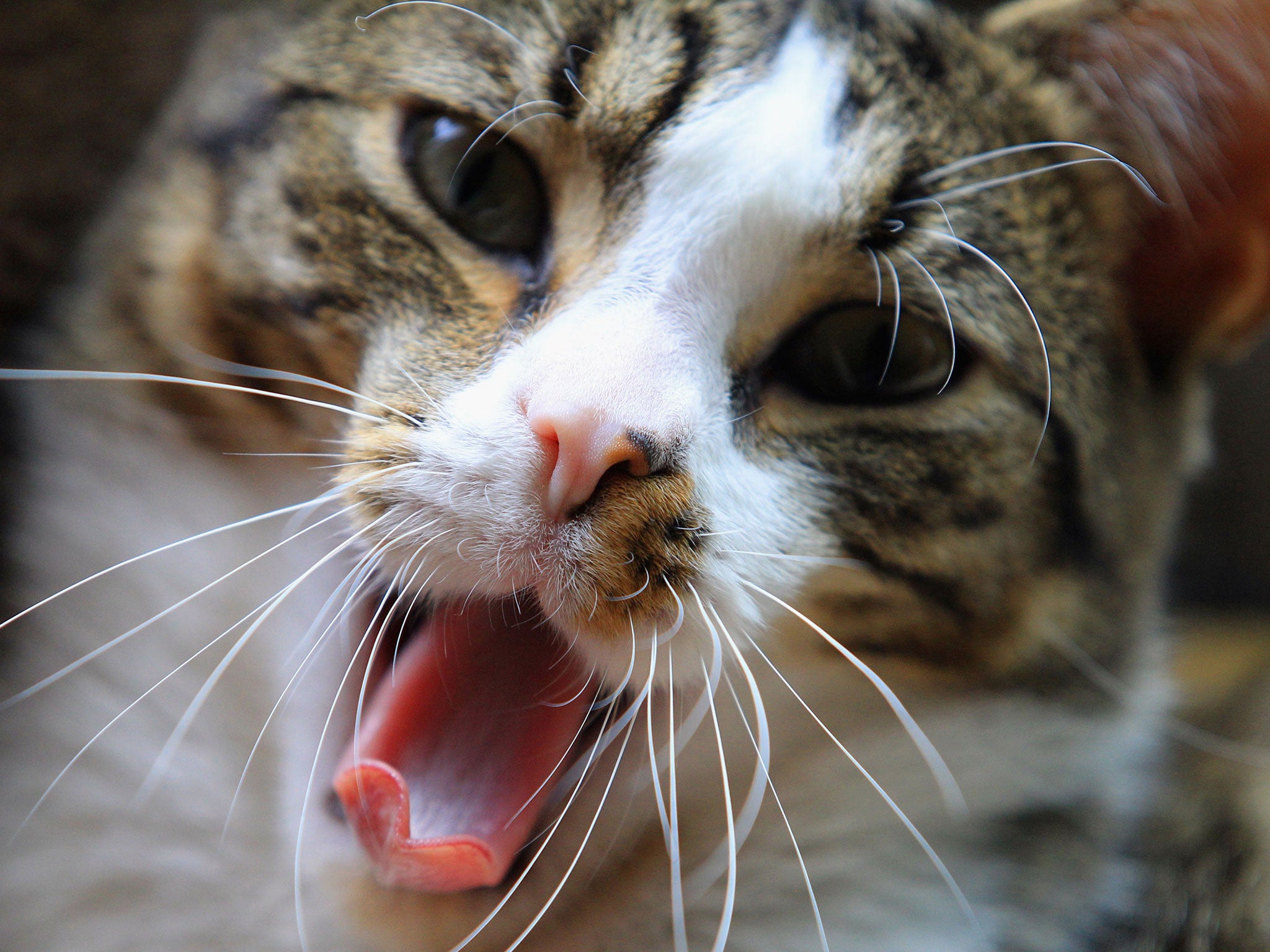 The cat terrorised the pensioners for two days