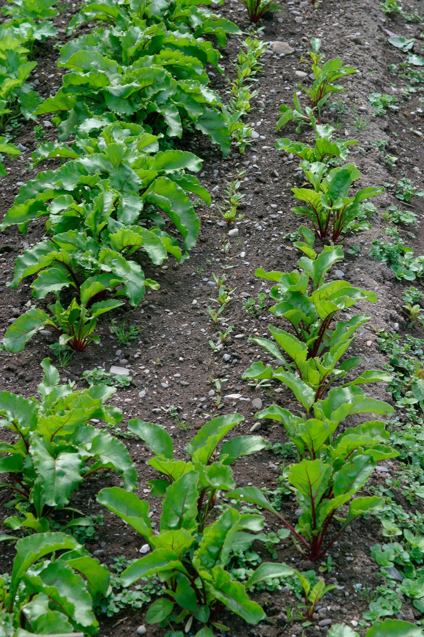 Successional sowings of beetroot