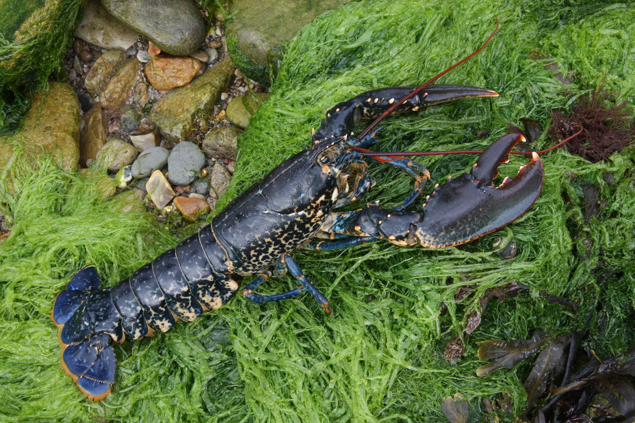 A lobster found in a fisherman's pot