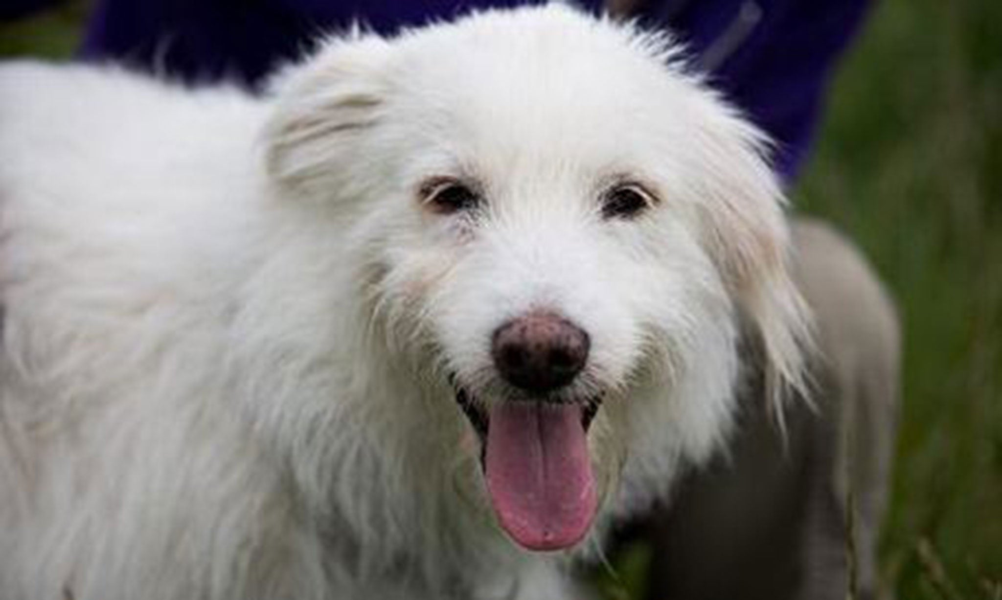 Dolly, the abandoned dog left at Glastonbury