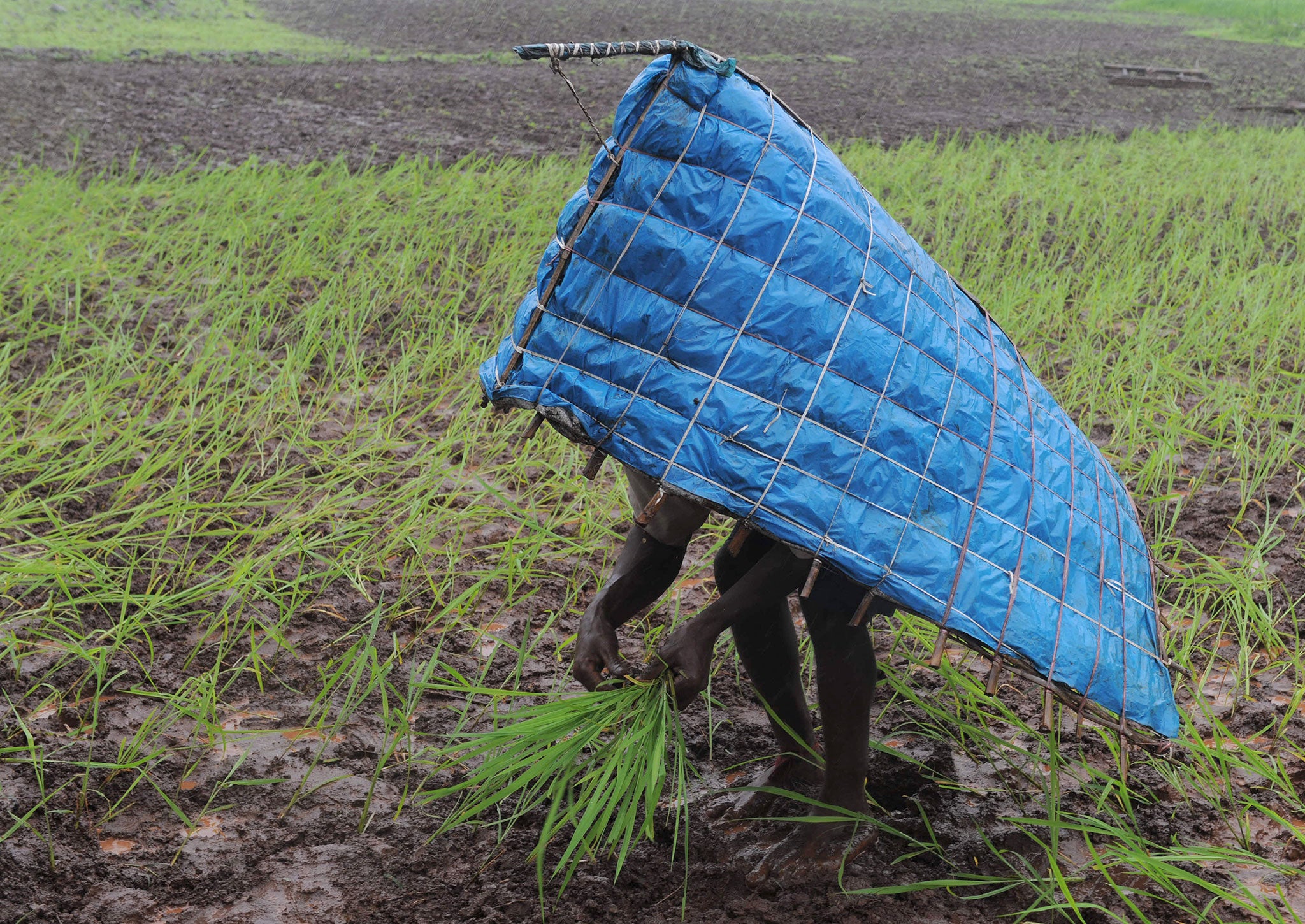 An Indian farmer works in a rice paddy field near Saputara Hill Station some 400 kms from Ahmedabad