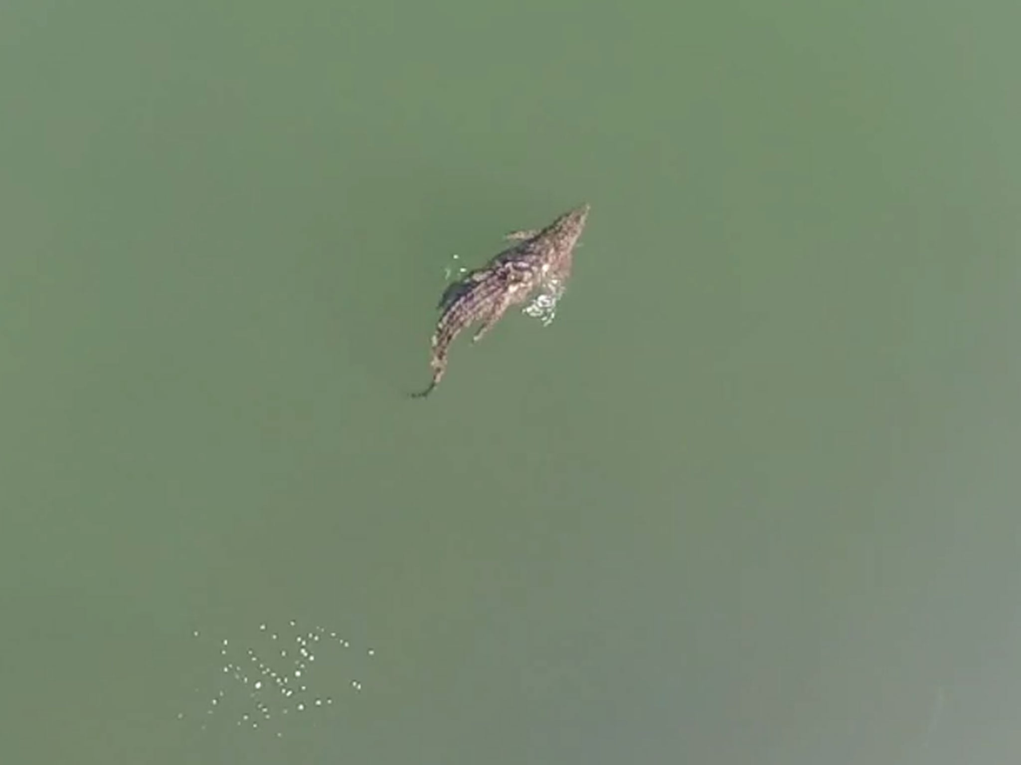 Screengrab of drone footage shows the giant reptile swimming in the centre of the lake in Crete