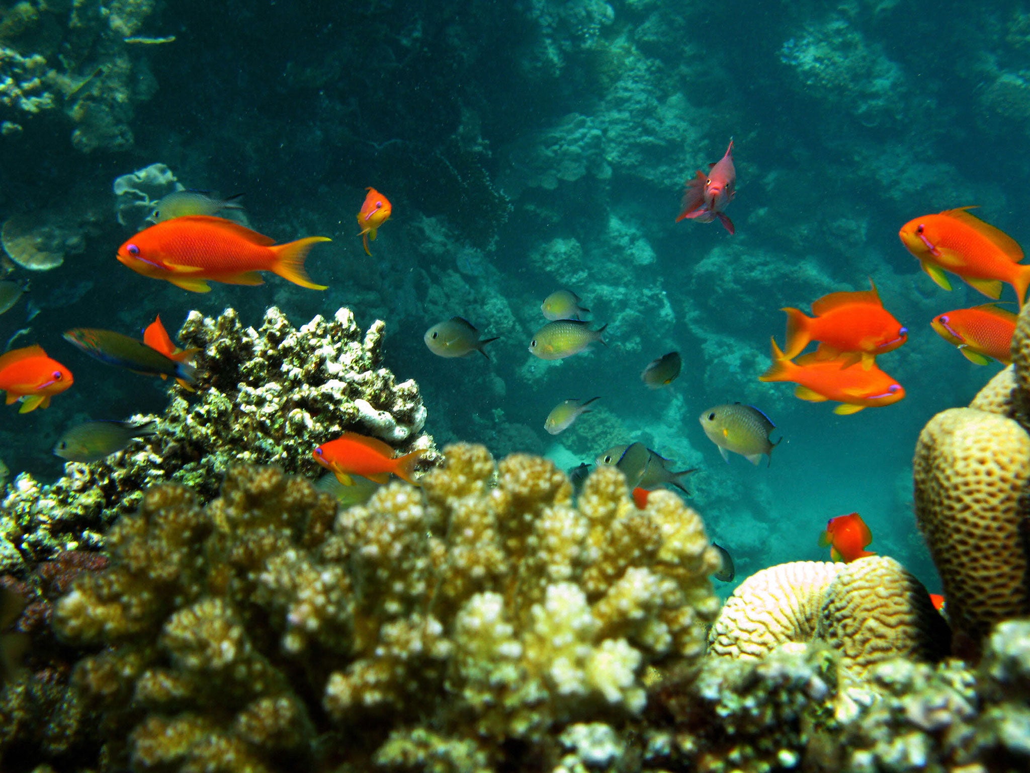 Coral reefs are necessary to an estimated 25 per cent of all marine life, including 4,000 species of fish (Rex Features)