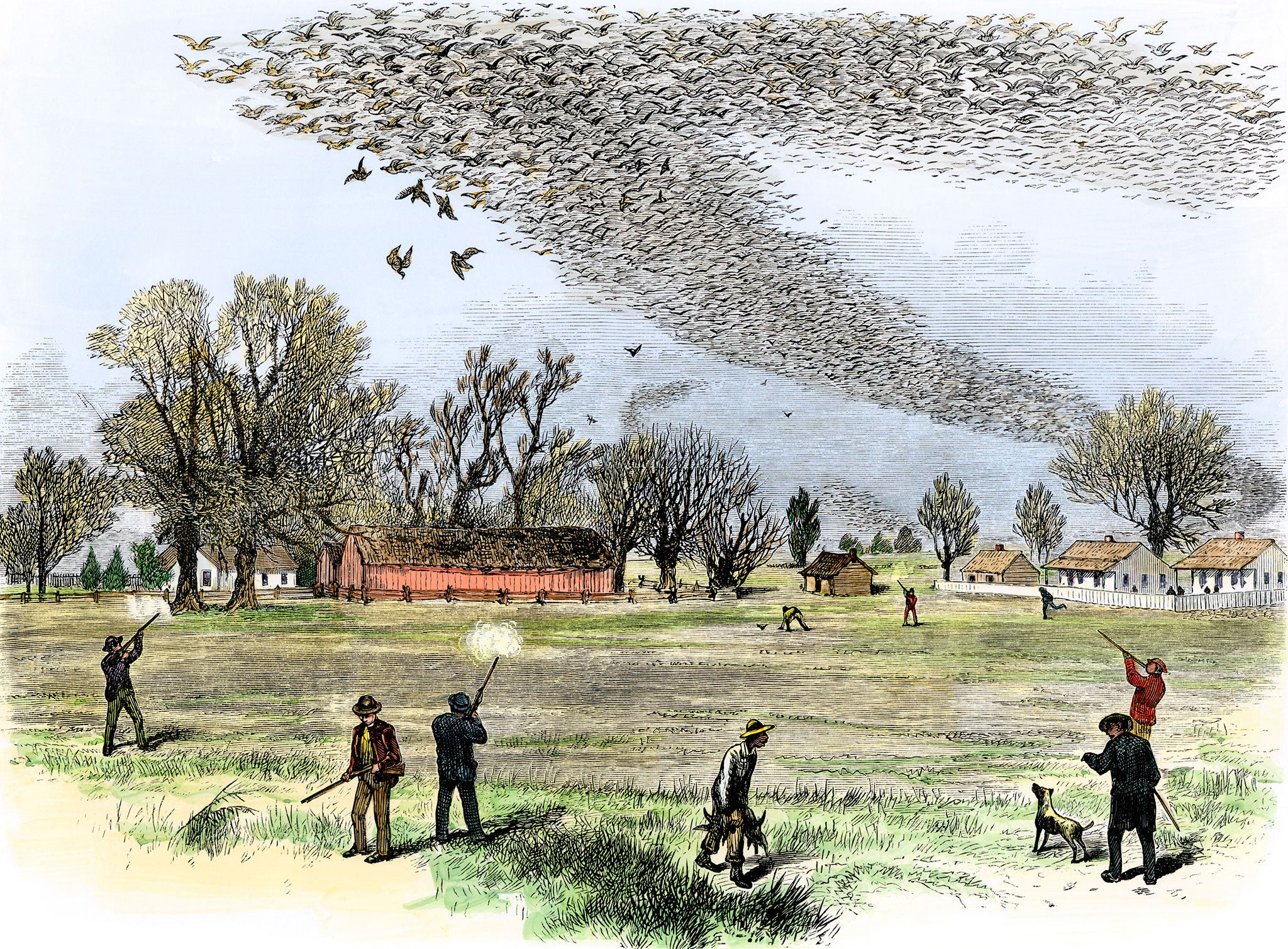 In the firing line: shooting passenger pigeons for sport in Louisiana, in the 1870s