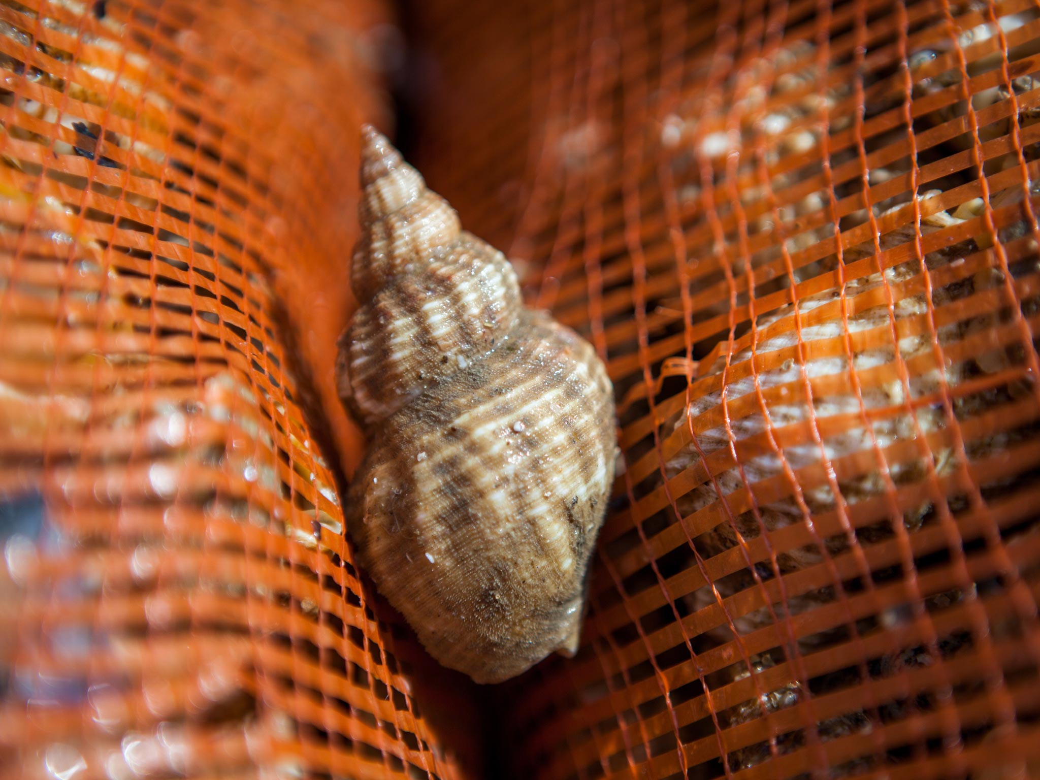 The UK lands over 10,000 tonnes of whelks per annum