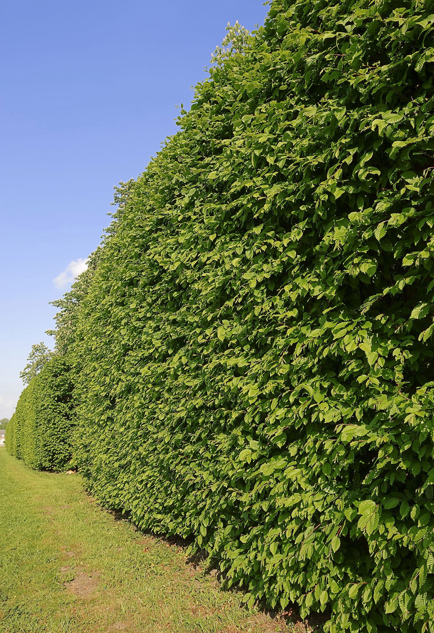 Trim hornbeam hedges, cutting harder into established ones