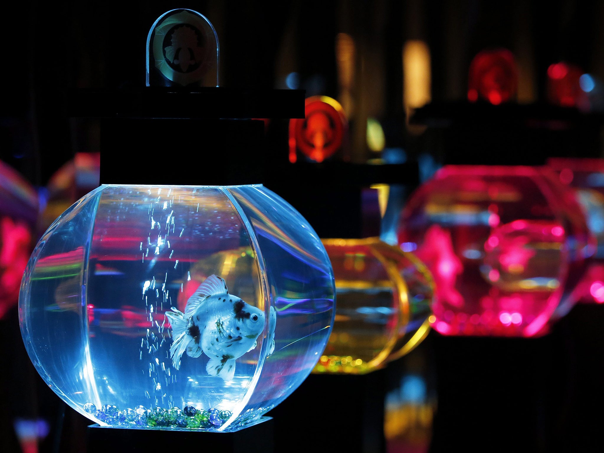 Goldfish swim in the 'BonBorium' installation