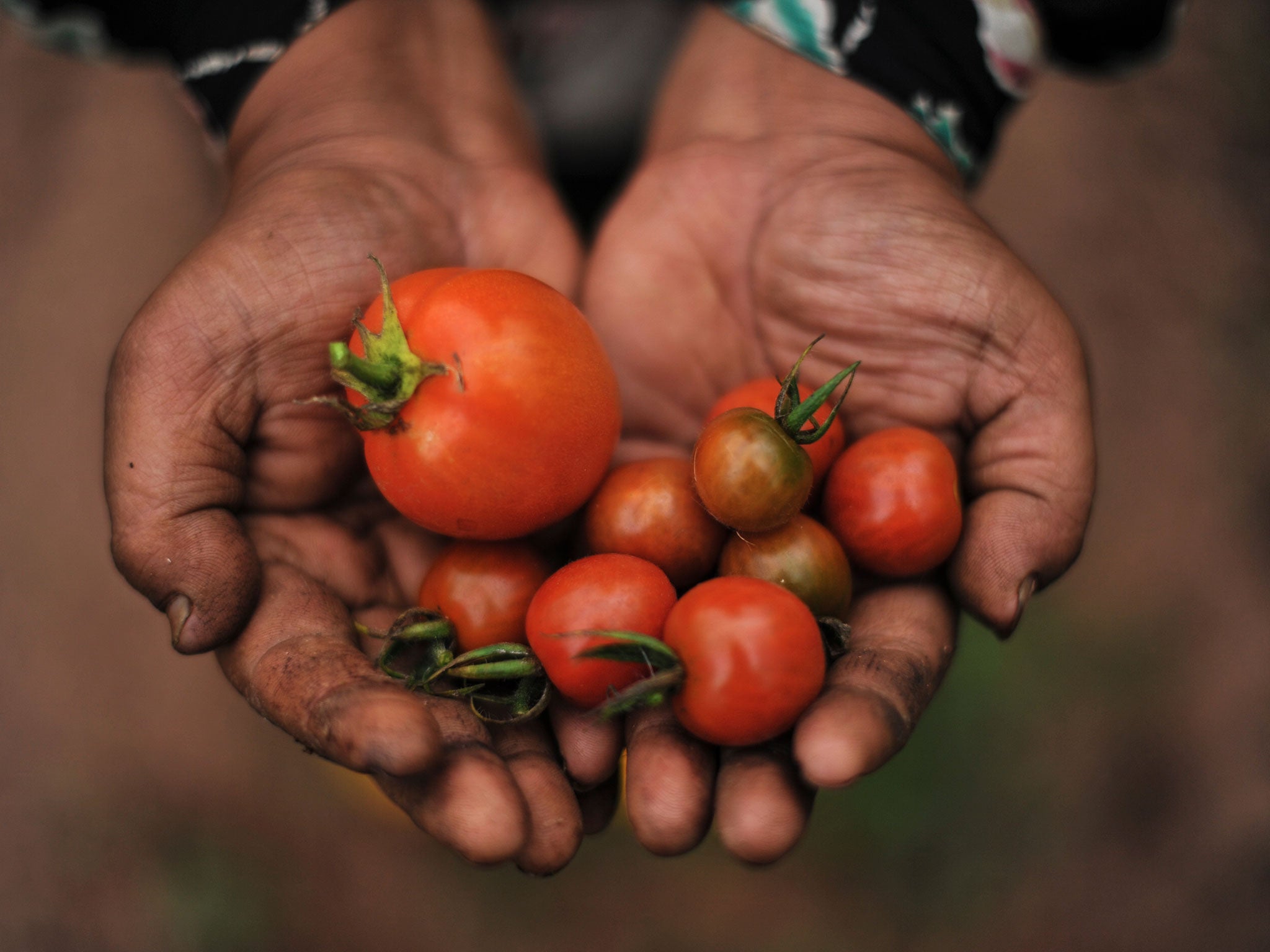 Switching to an organic diet would provide an antioxidant boost equivalent to one to two extra portions of fruit and vegetables a day, according to research