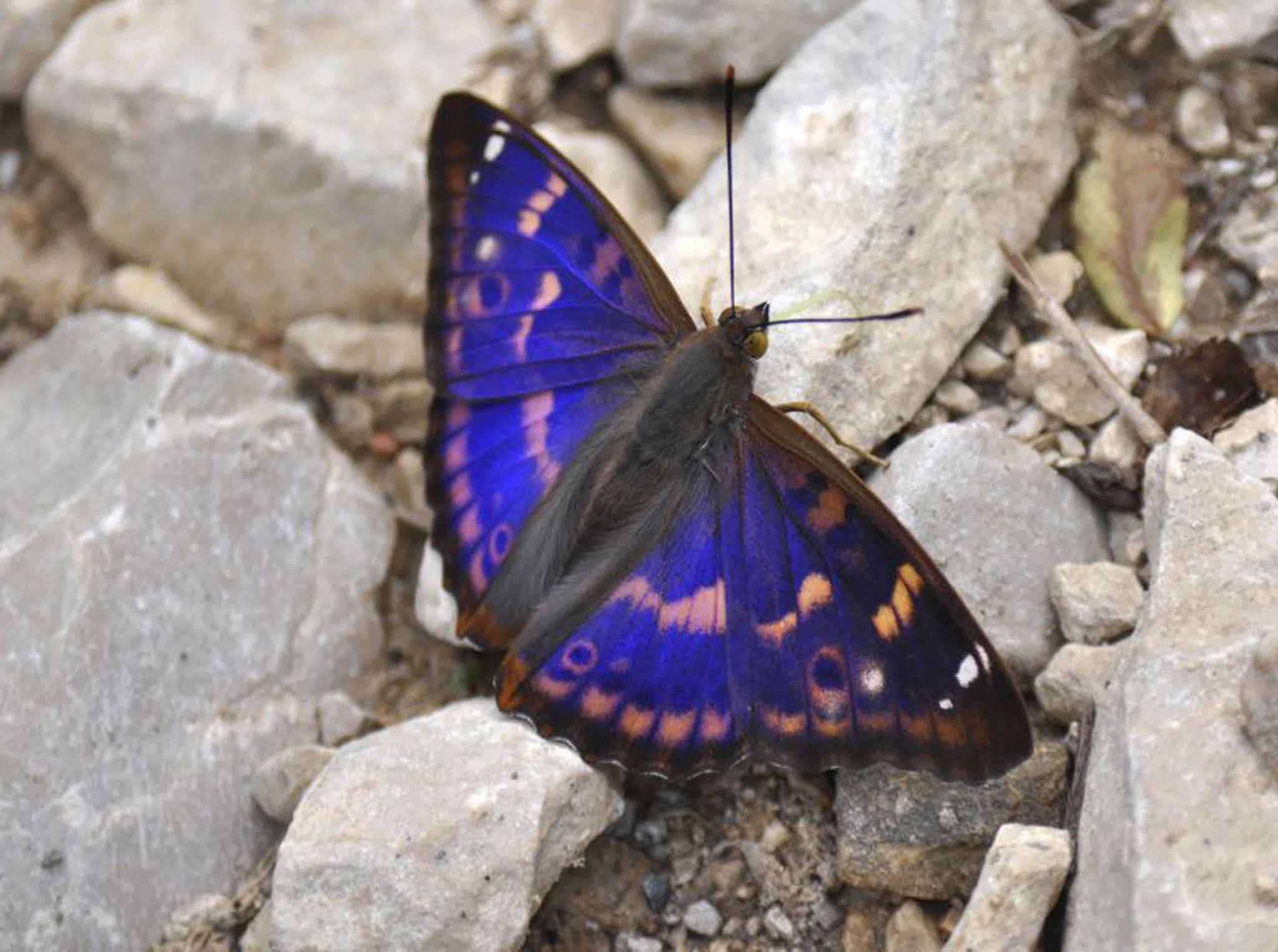 Wing and a prayer: The purple emperor butterfly