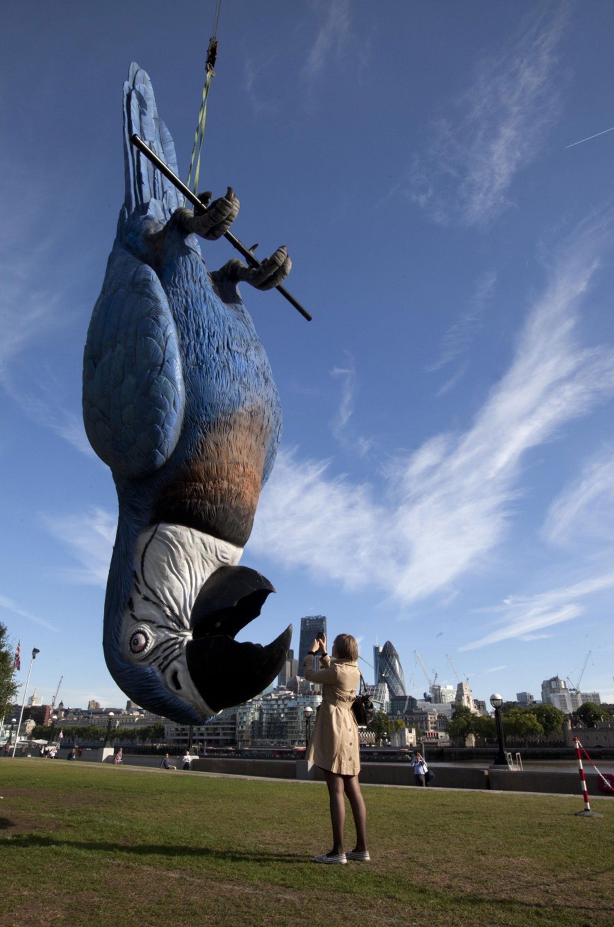 The giant "dead" parrot measuring 15 metres is unveiled on London's South Bank