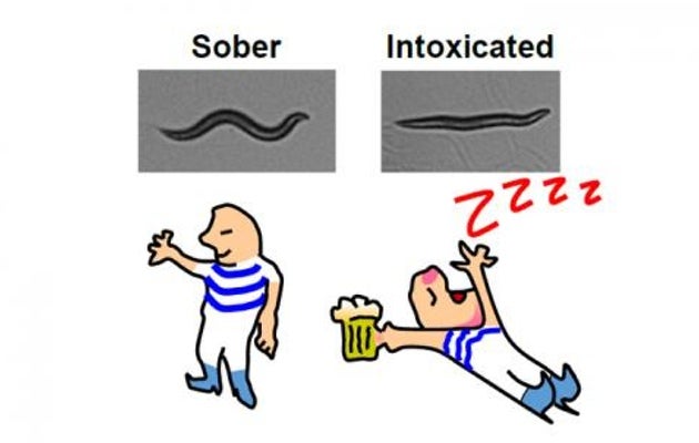 An illustration from the research showing a sober and an intoxicated worm side by side.