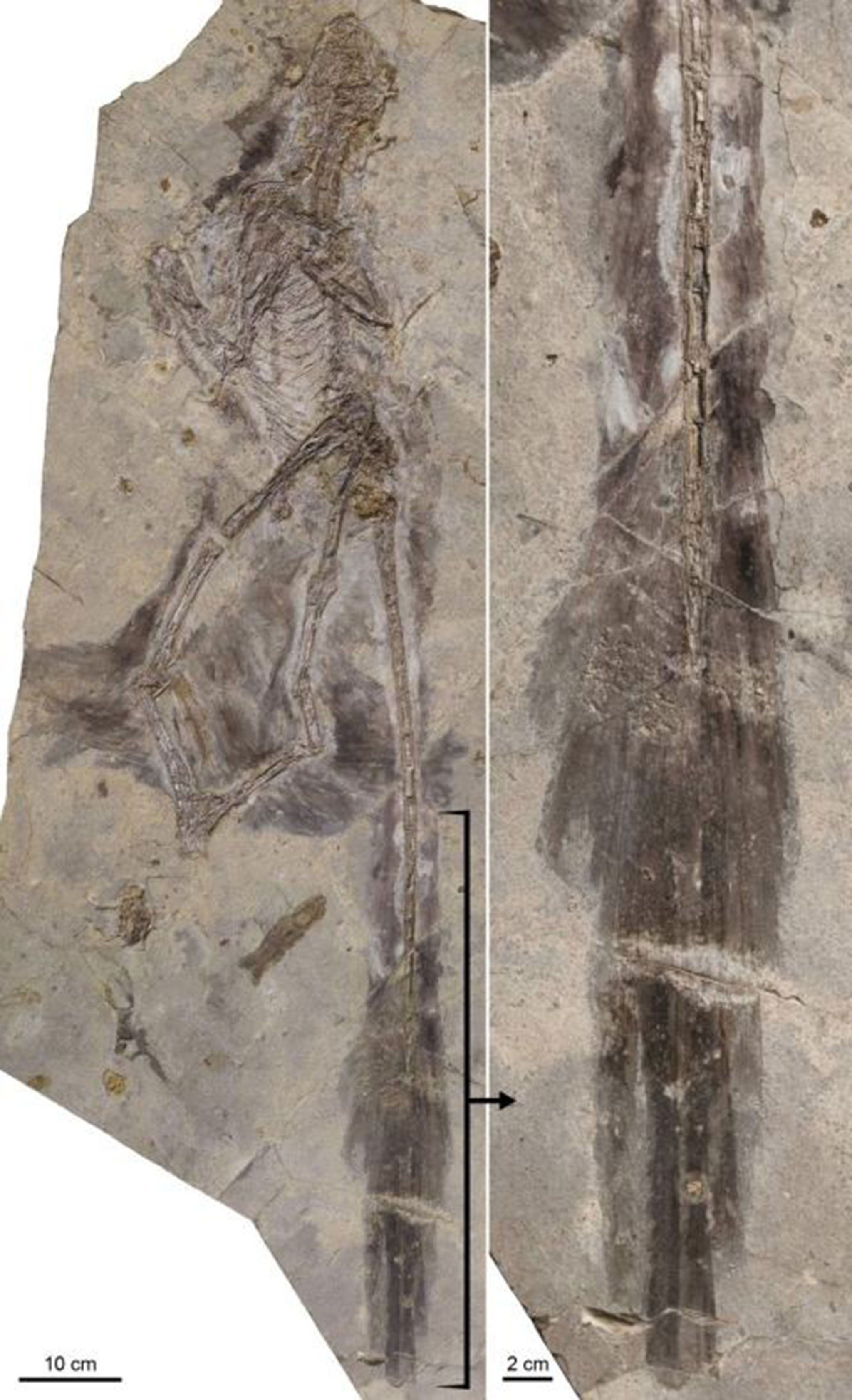 An image of newly discovered dinosaur Changyuraptor (R) with details of plumage