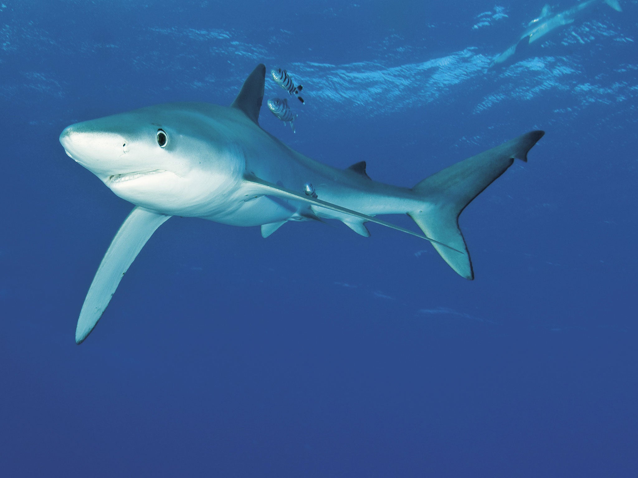 A blue shark seen off the coast of Azores, Portugal