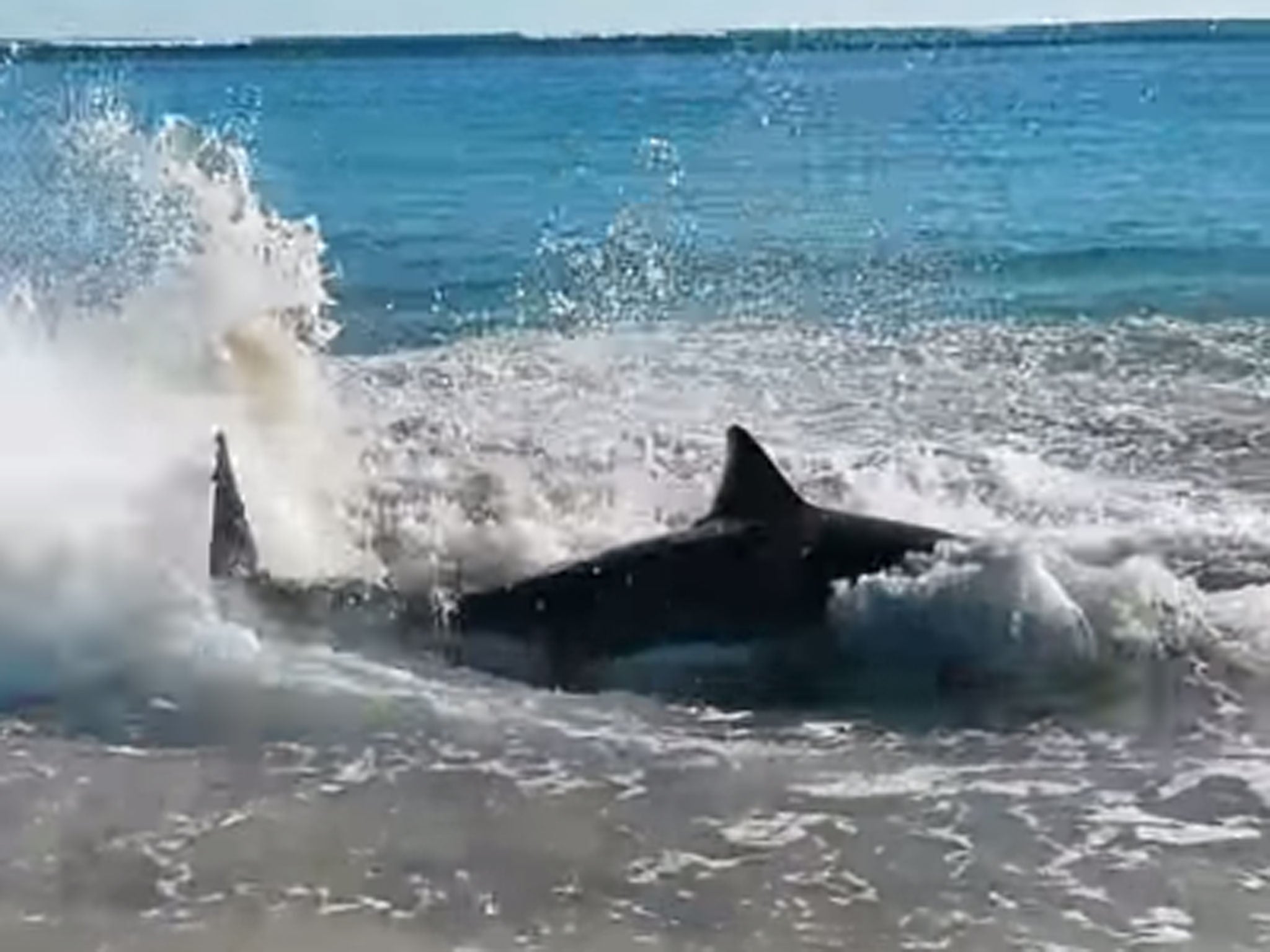 The shark was found dead two days after this footage showed it in the shallows in evident distress