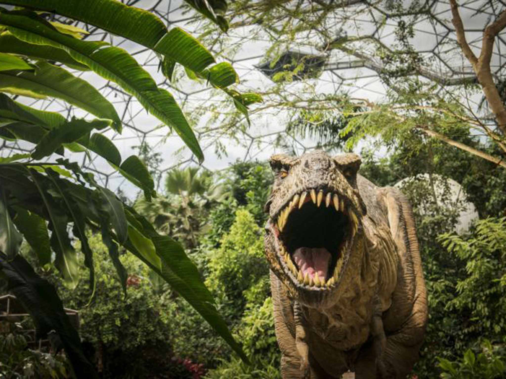 On Monday, Dinosaurs Unleashed gets under way at the Eden Project in Cornwall