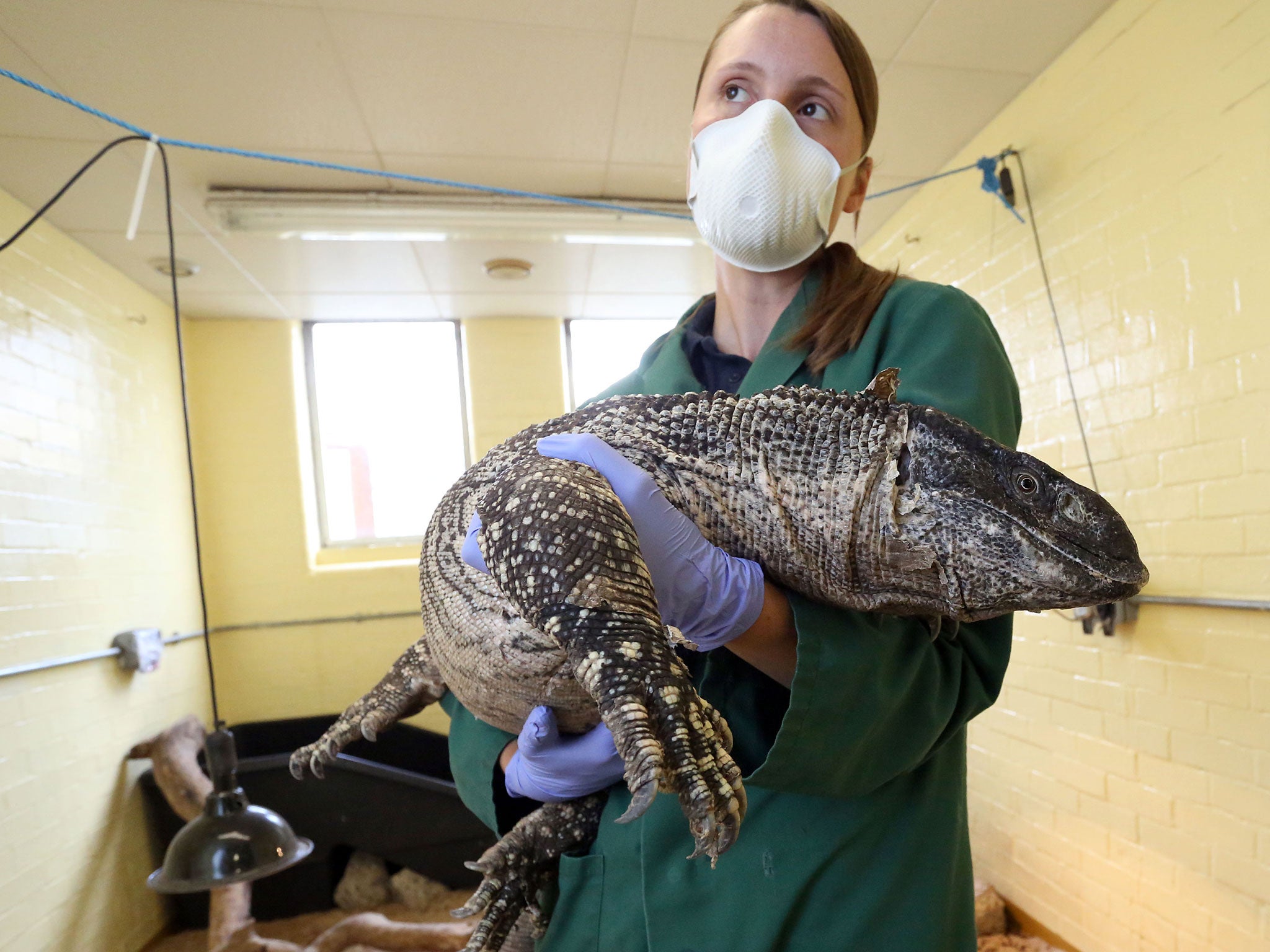 Susie Pritchard of Heathrow’s Animal Reception Centre with a white throated monitor lizard from Tanzania