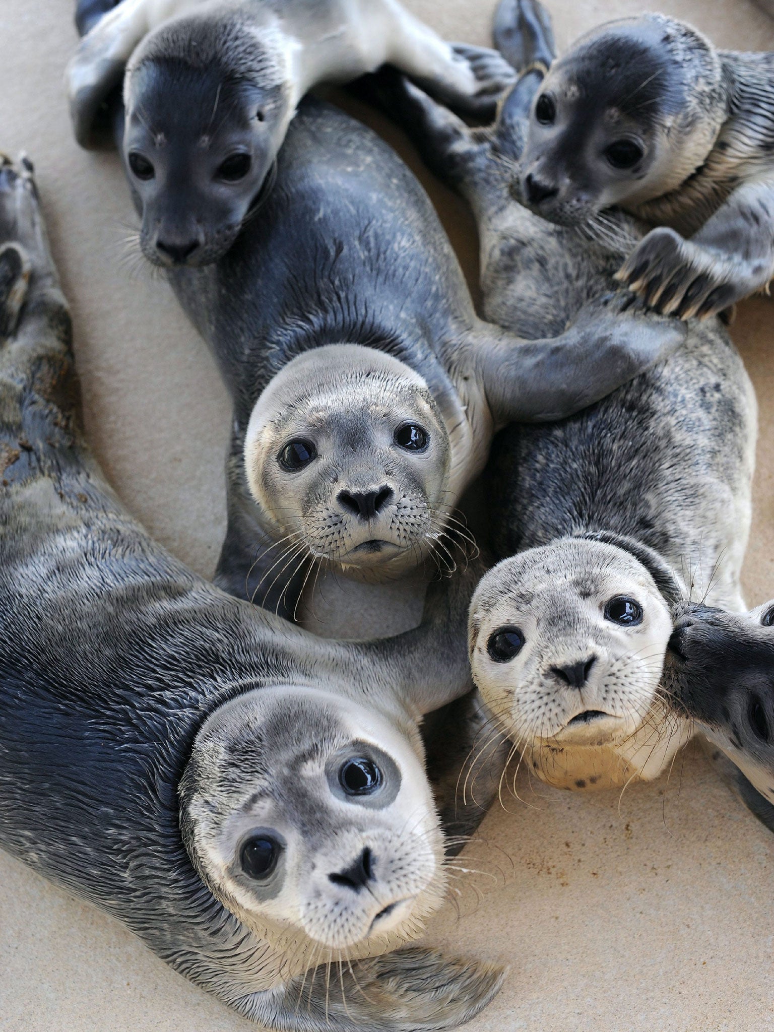 Wind farms seem to be a magnet for hungry seals eager to take advantage of the fact that fish and crustaceans tend to cluster on the base of the structures