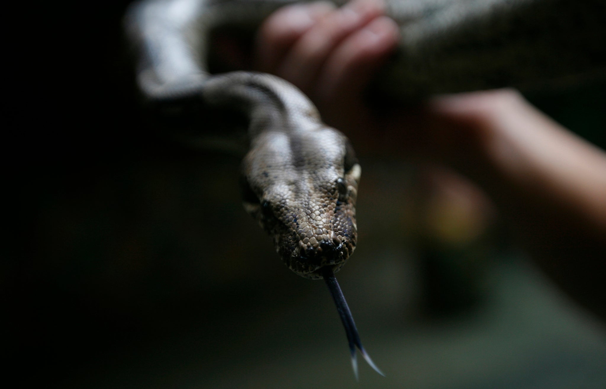 A boa constrictor is on the loose in Lancashire