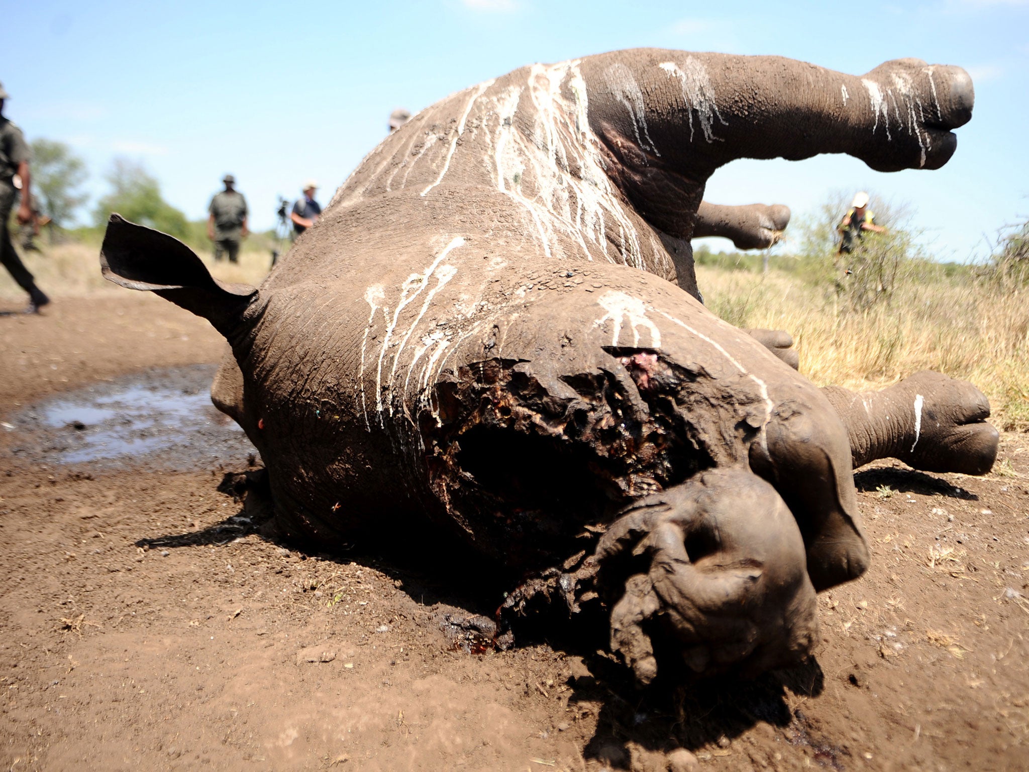 Park staff walk near the carcass of a three-day-old rhinoceros killed by poachers in the southern part of Kruger National Park